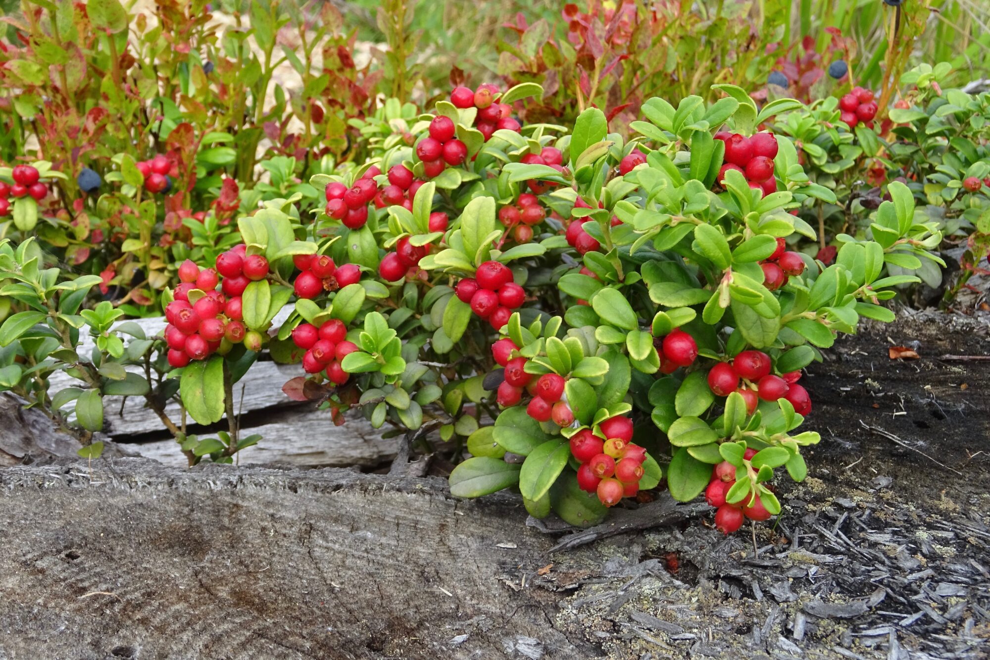 Valokuvaaja: Liisa Niiva-Korpela