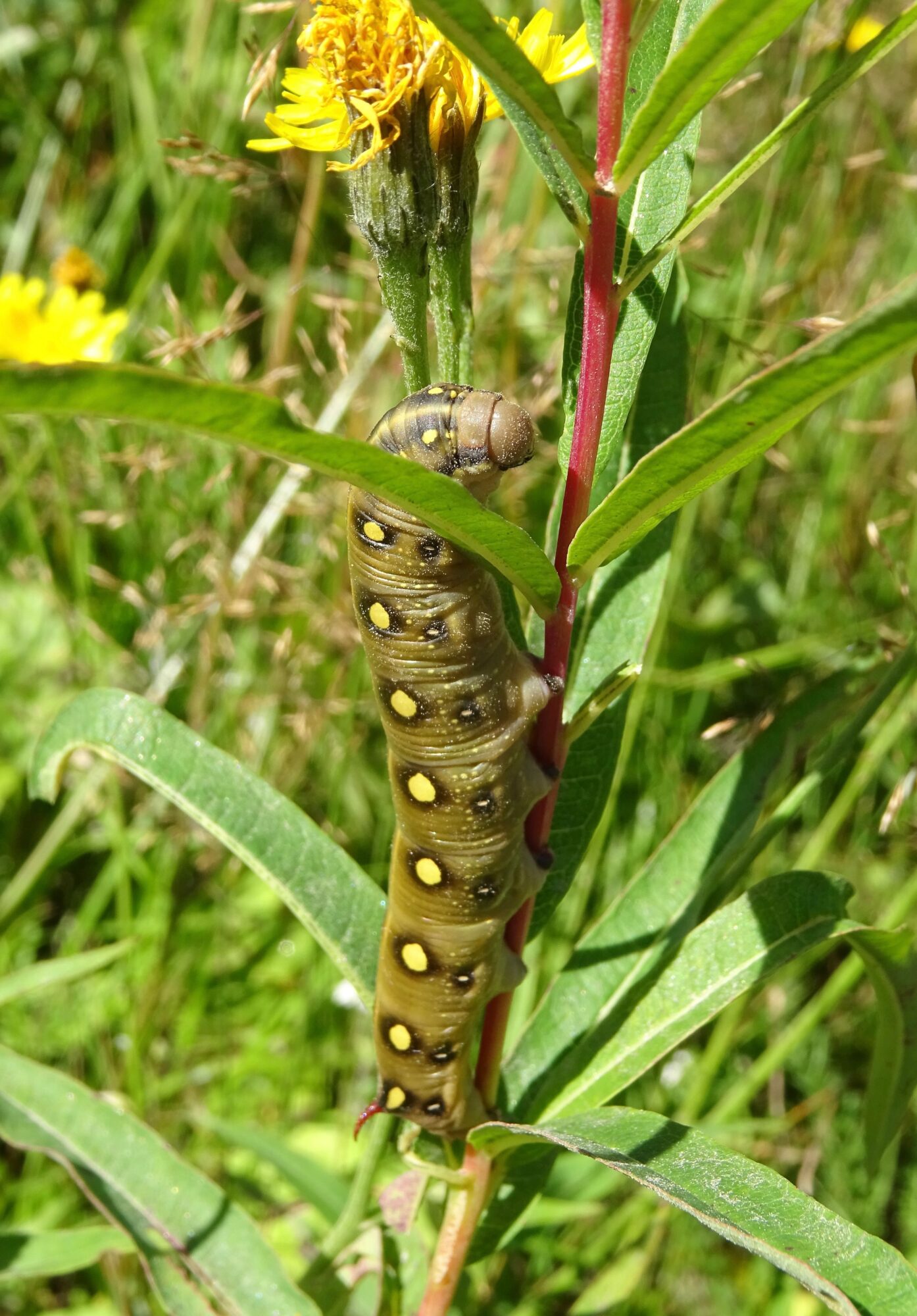 Valokuvaaja: Liisa Niiva-Korpela