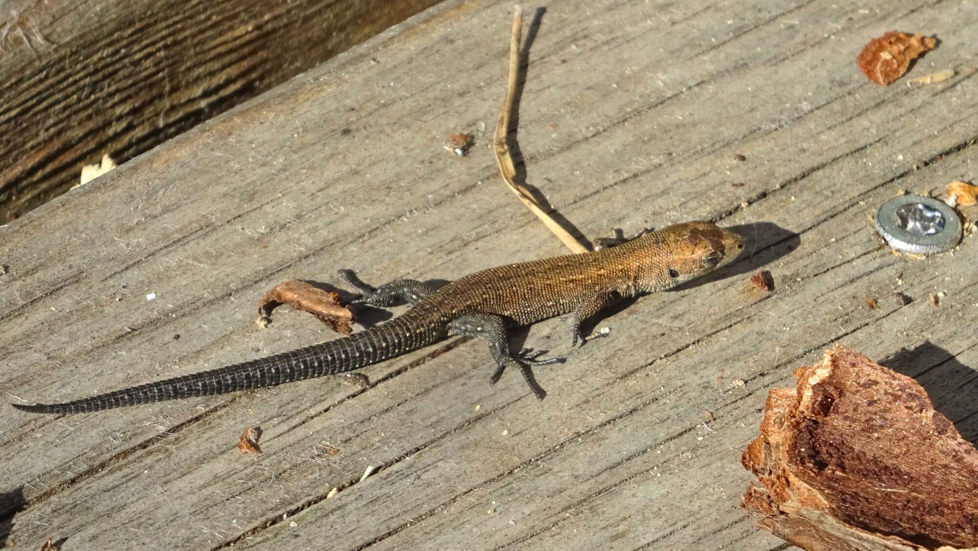 Valokuvaaja: Liisa Niiva-Korpela Valokuvaaja: Liisa Niiva-Korpela