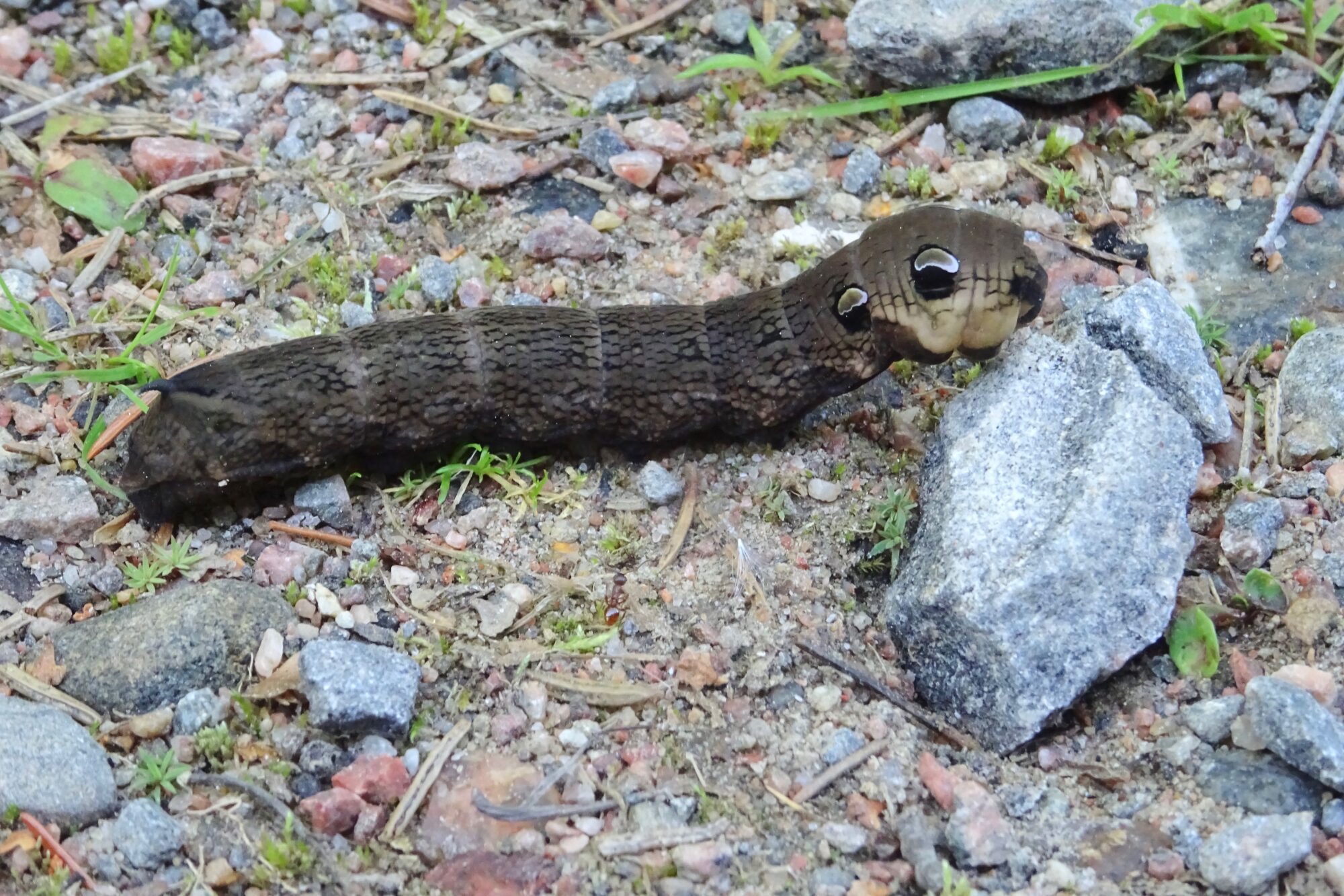 Valokuvaaja: Liisa Niiva-Korpela