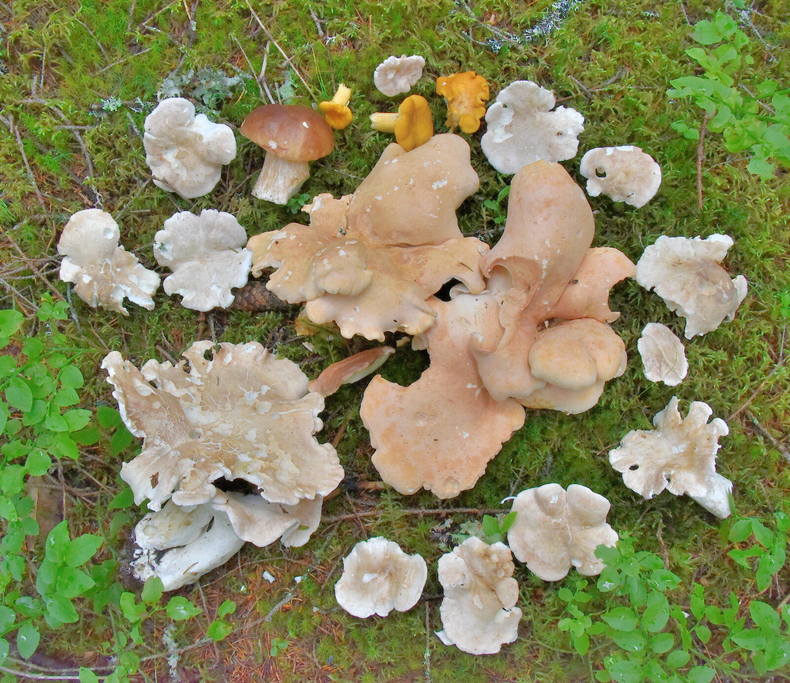 Valokuvaaja: Reijo Juurinen