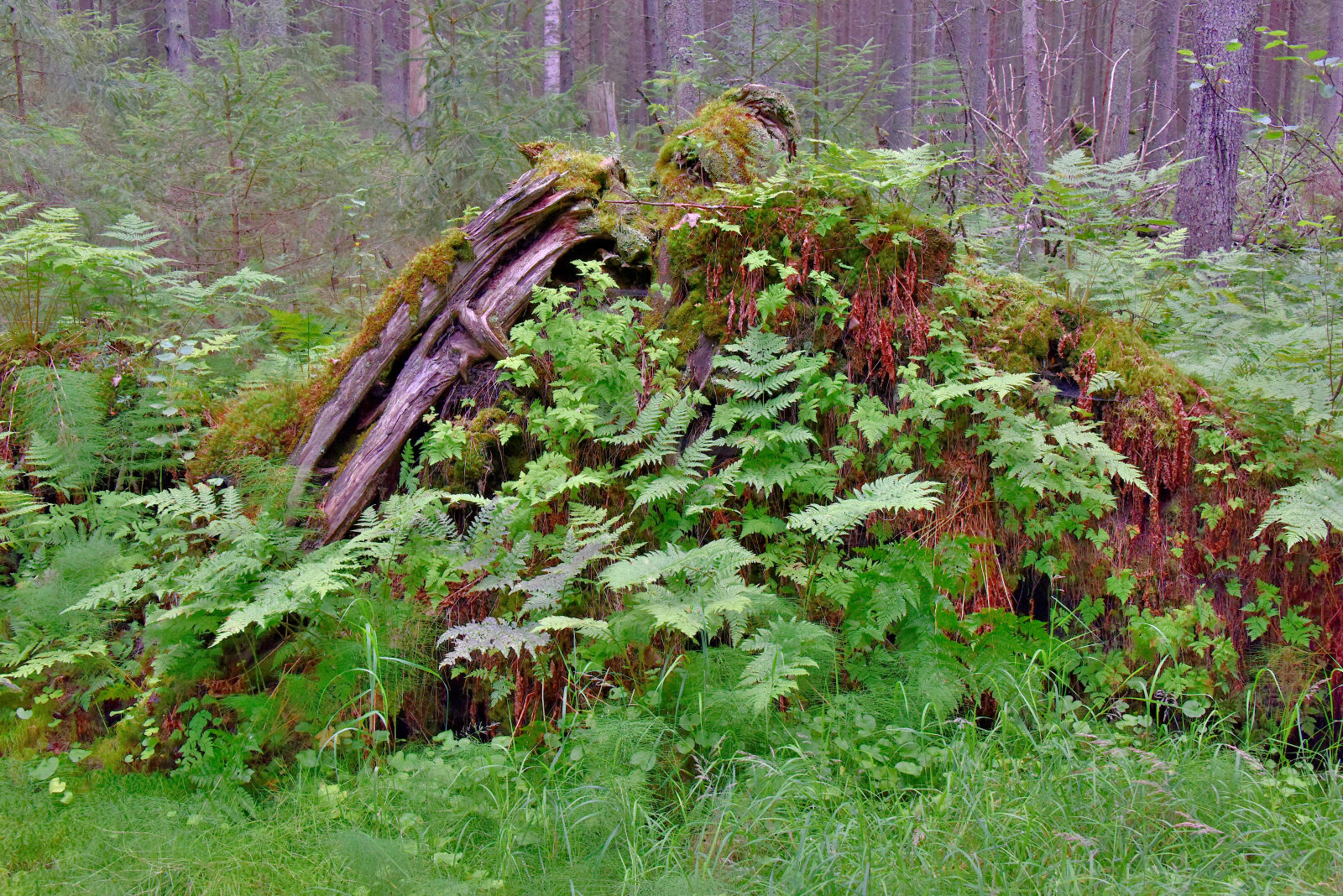 Valokuvaaja: Reijo Juurinen