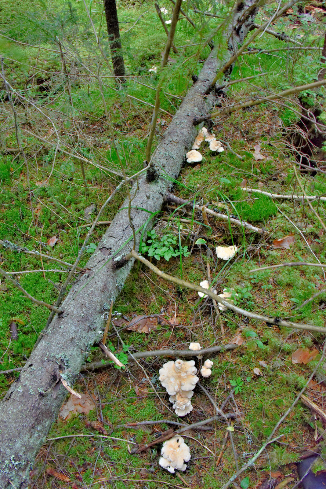 Valokuvaaja: Reijo Juurinen