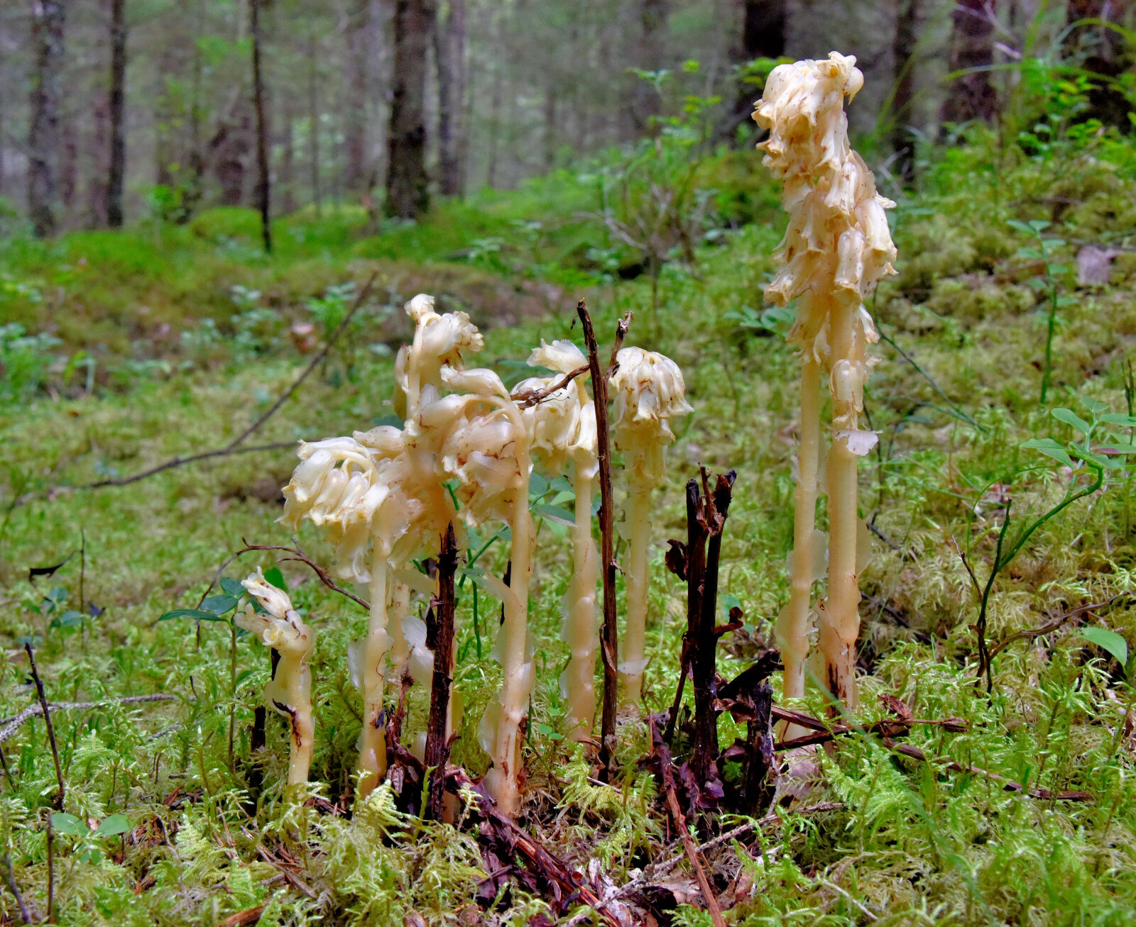 Valokuvaaja: Reijo Juurinen