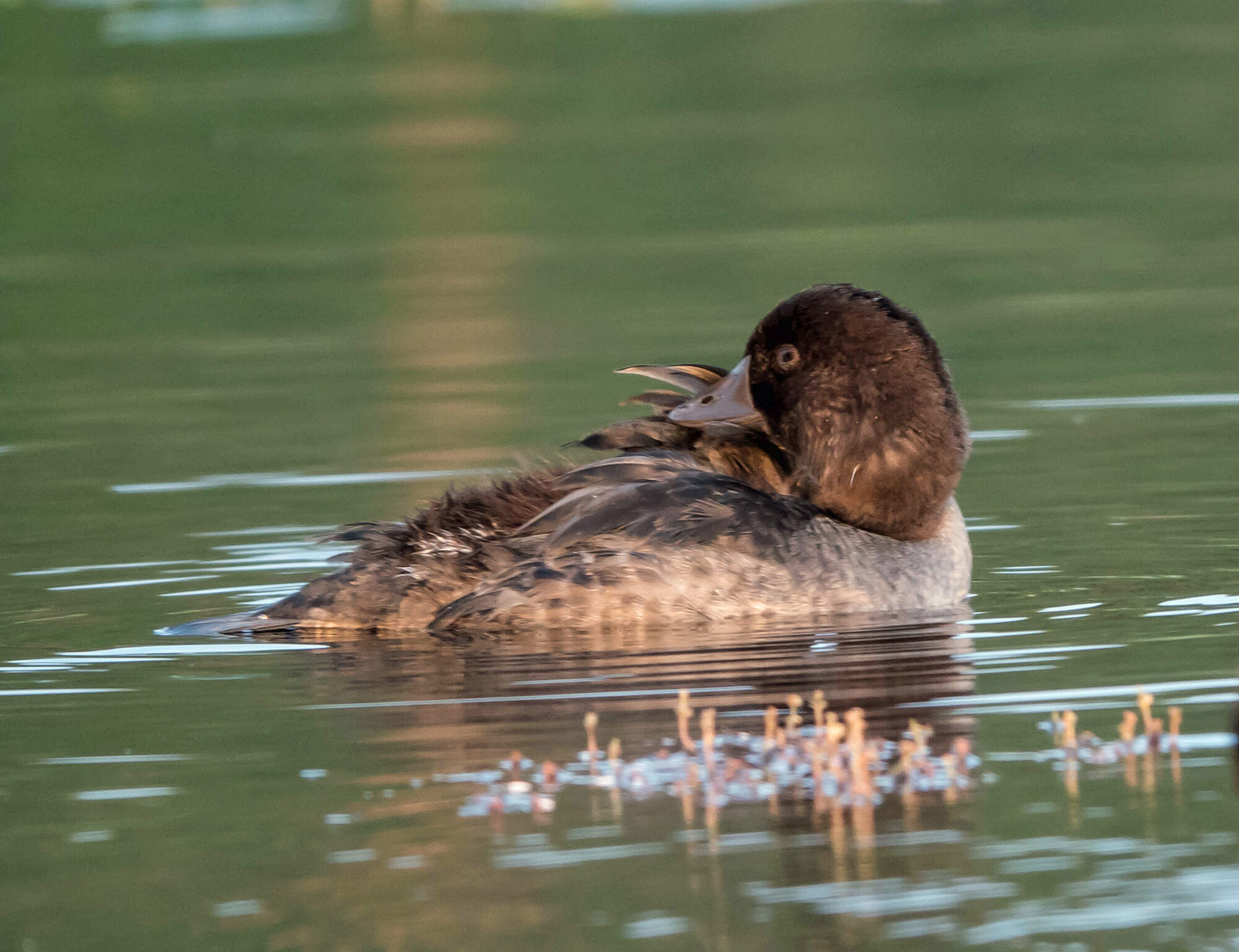 Valokuvaaja: Irma Kortekallio
