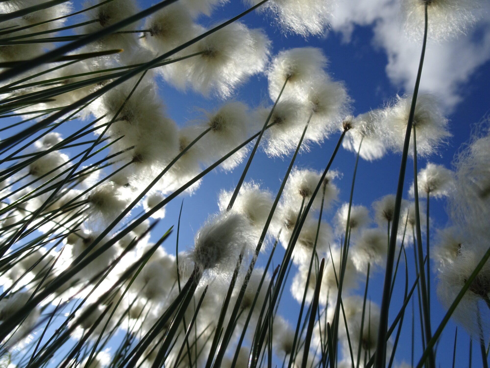 Valokuvaaja: Irja Lehtinen