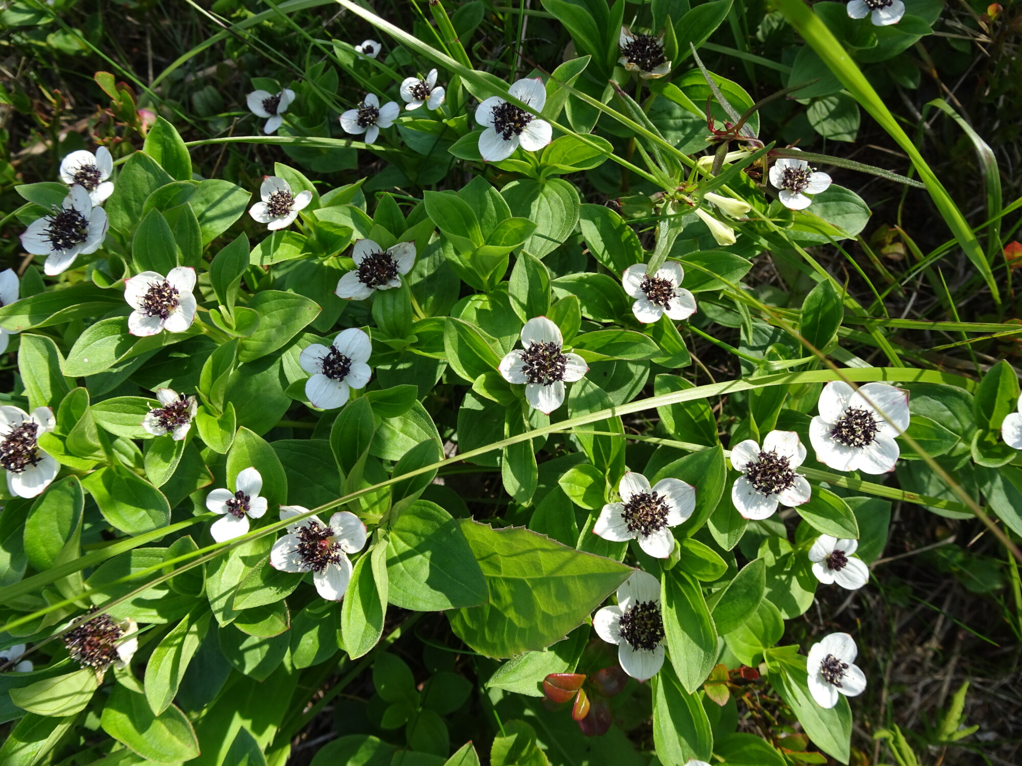 Valokuvaaja: Irja Lehtinen