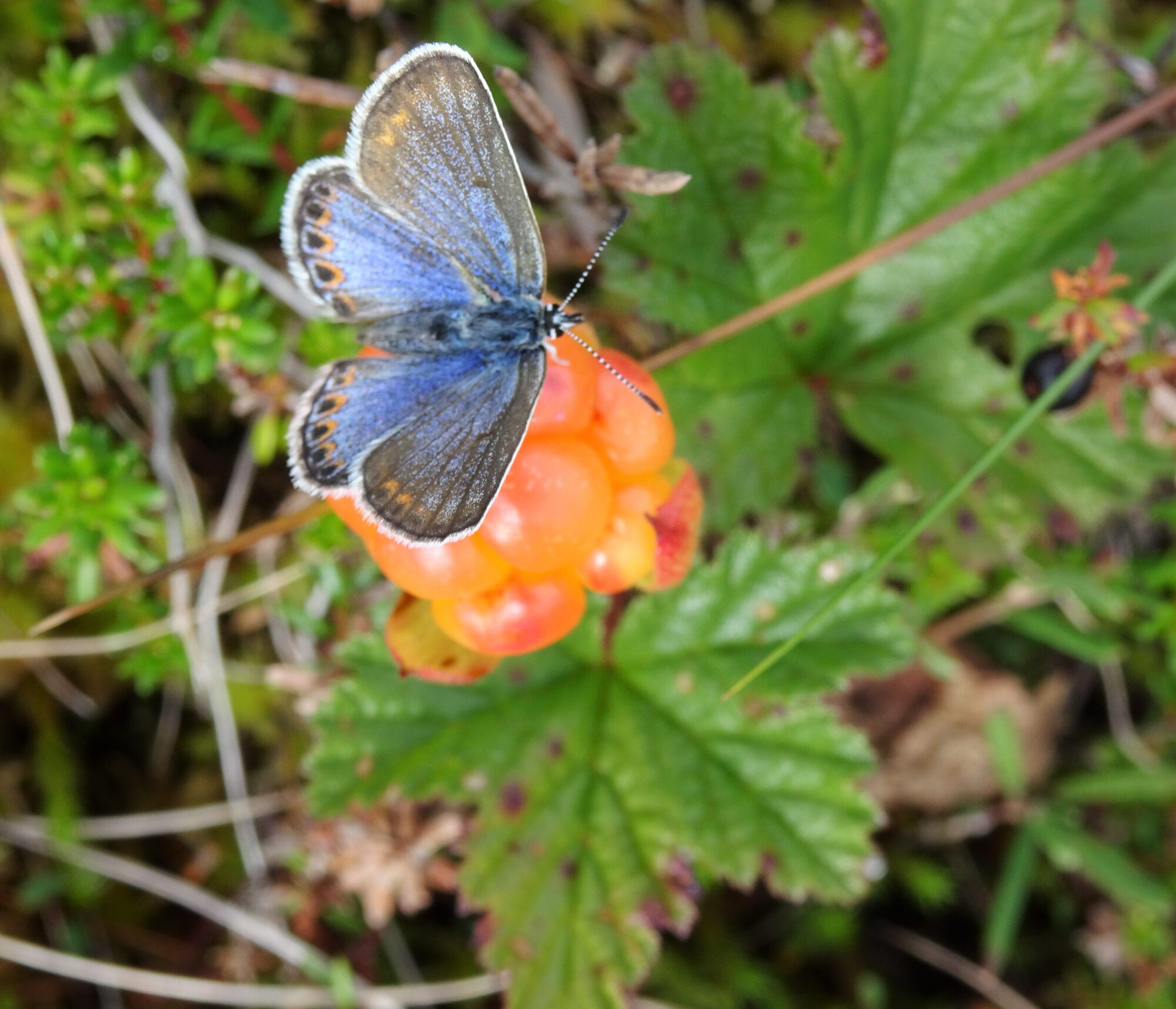 Valokuvaaja: Irja Lehtinen