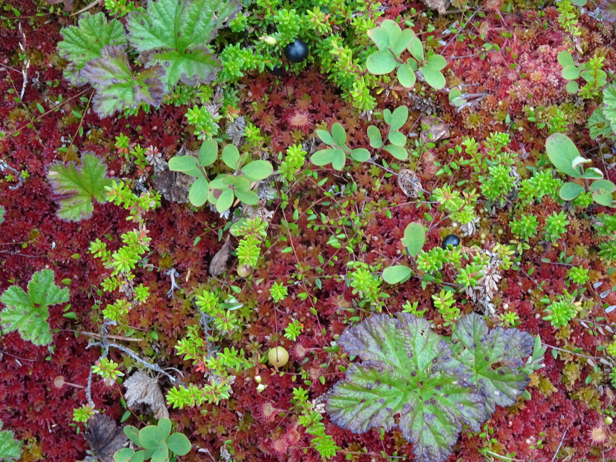Valokuvaaja: Irja Lehtinen