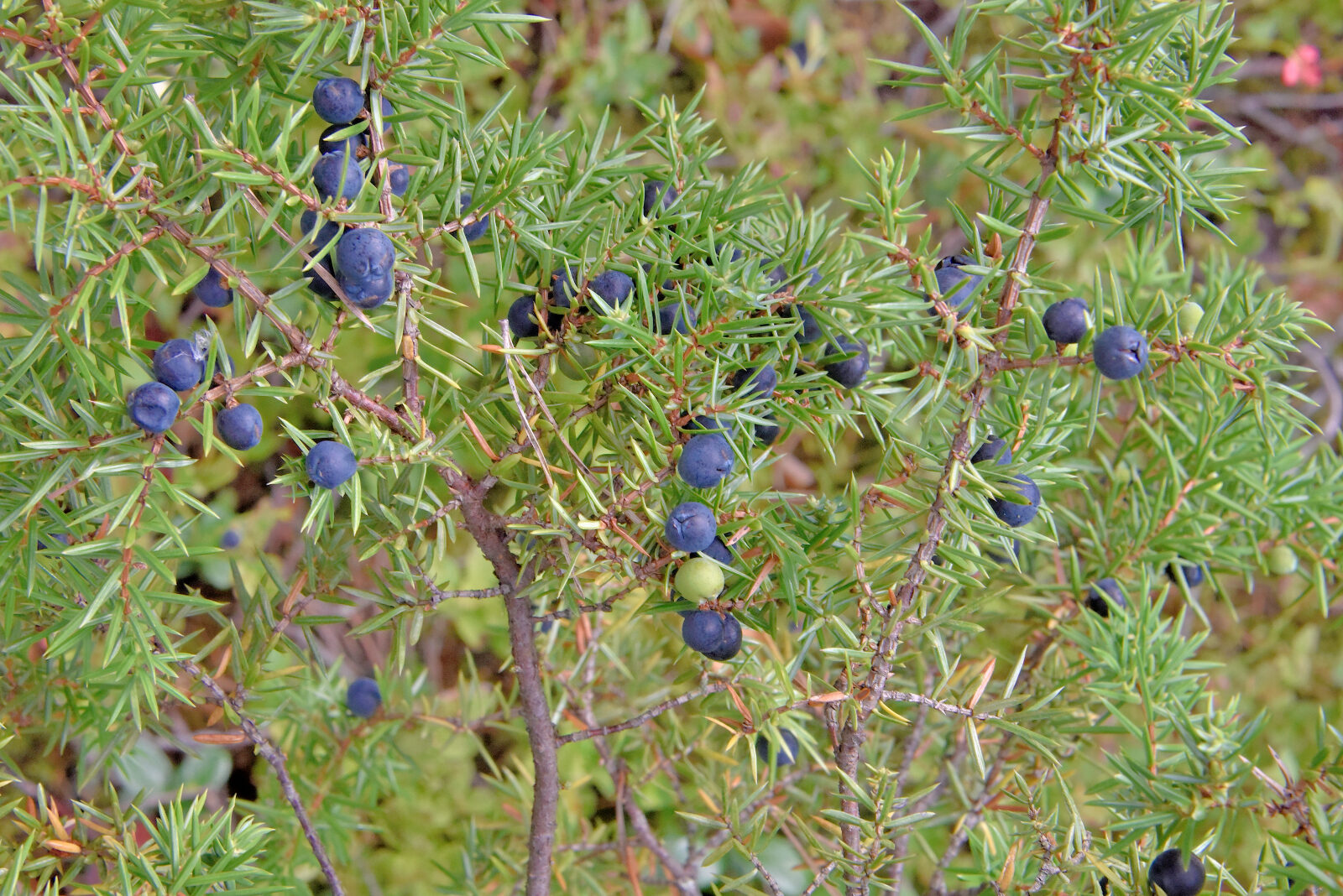 Valokuvaaja: Reijo Juurinen