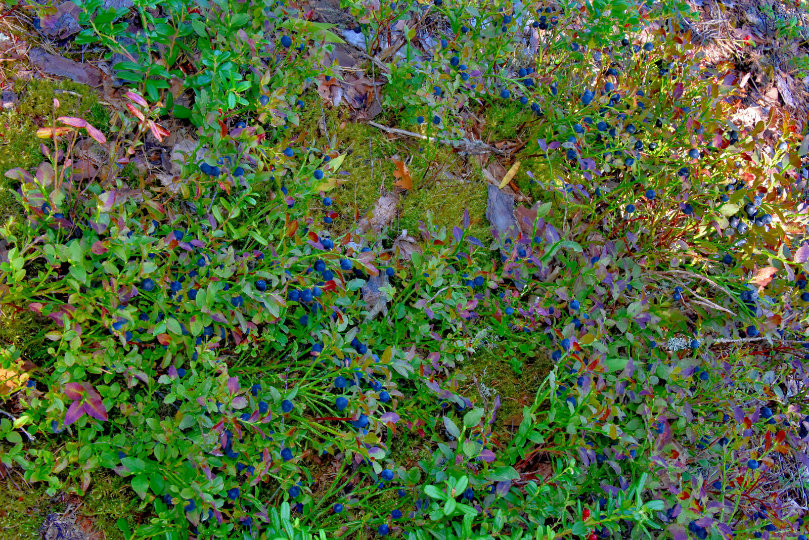 Valokuvaaja: Reijo Juurinen