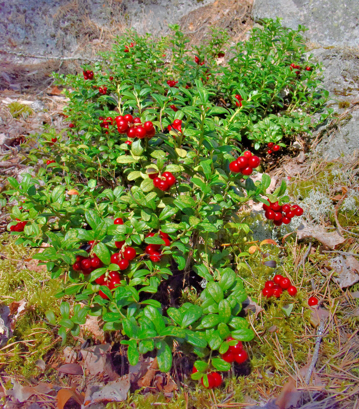 Valokuvaaja: Reijo Juurinen