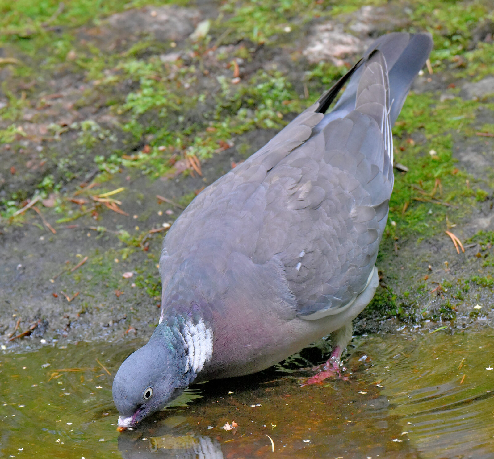 Valokuvaaja: Reijo Juurinen Valokuvaaja: Reijo Juurinen