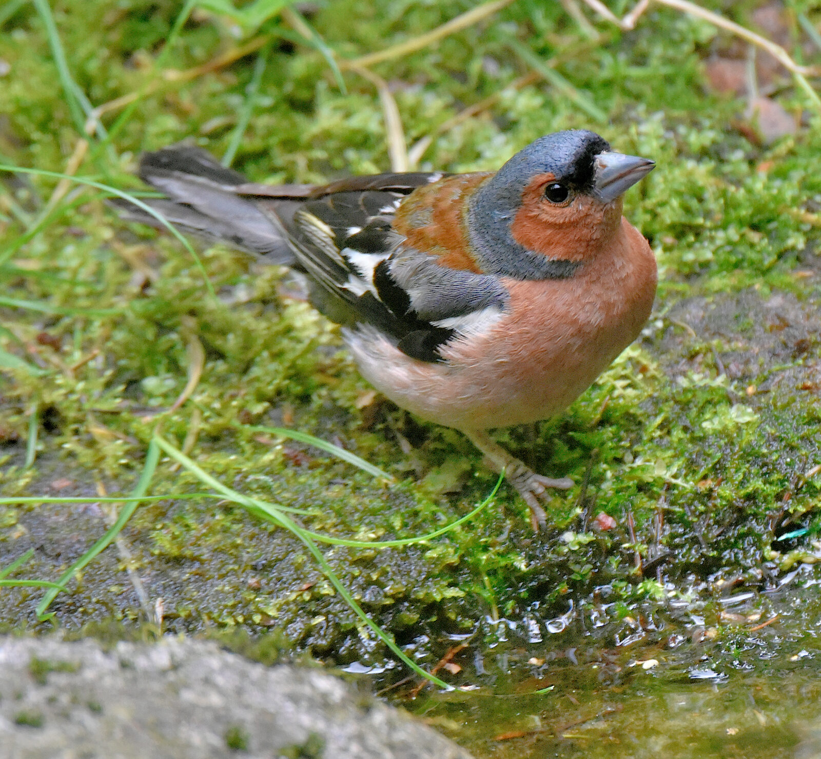 Valokuvaaja: Reijo Juurinen Valokuvaaja: Reijo Juurinen