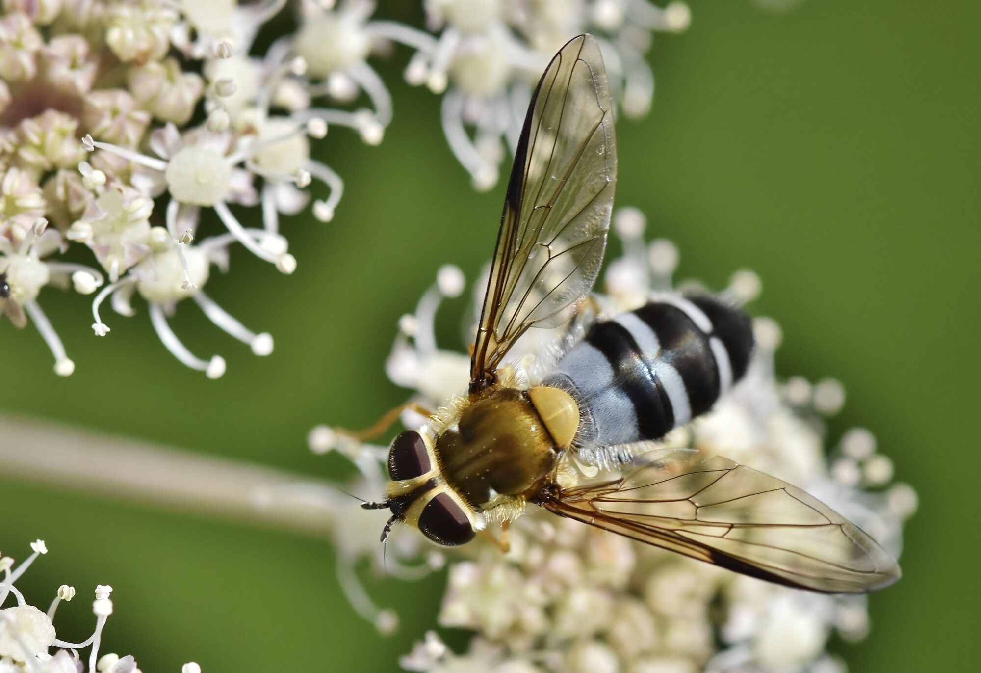 Valokuvaaja: Markku Pelkonen Valokuvaaja: Markku Pelkonen