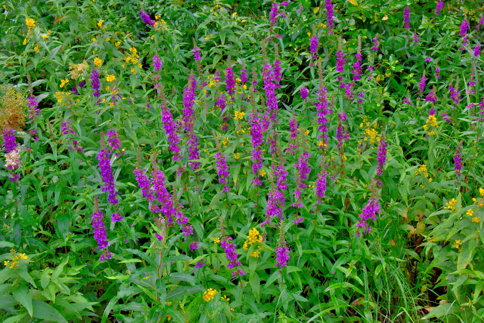 Valokuvaaja: Reijo Juurinen