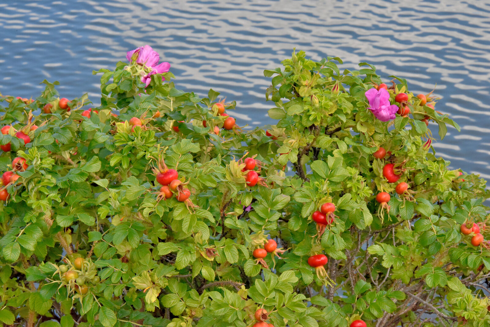 Valokuvaaja: Reijo Juurinen