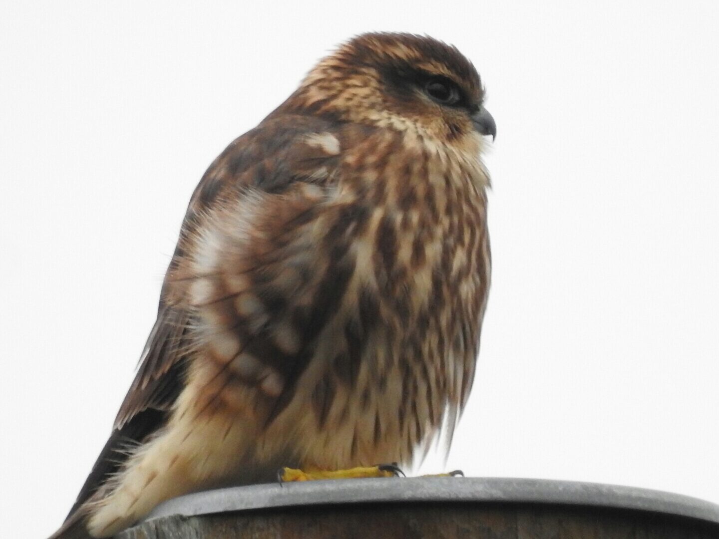 Valokuvaaja: Jarmo Mantere