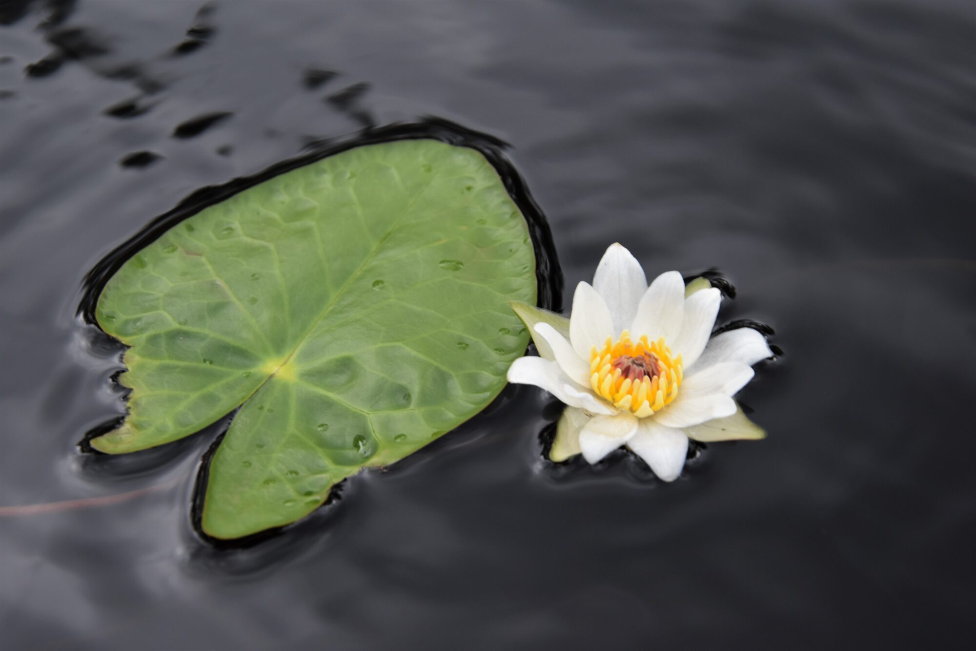 Valokuvaaja: Lahja Toivanen