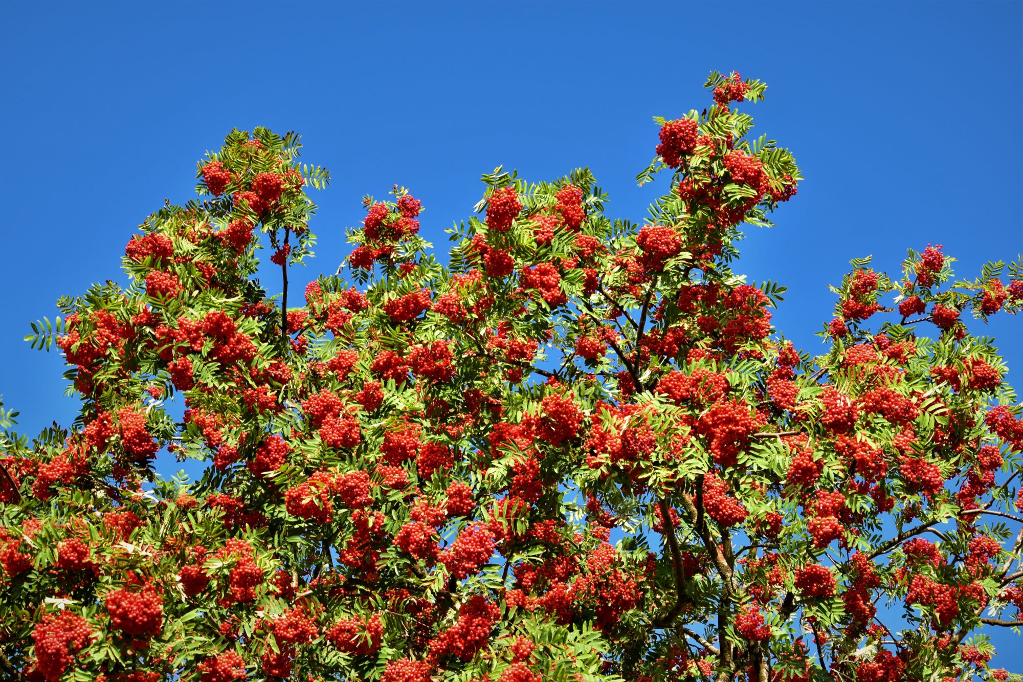 Valokuvaaja: Lahja Toivanen