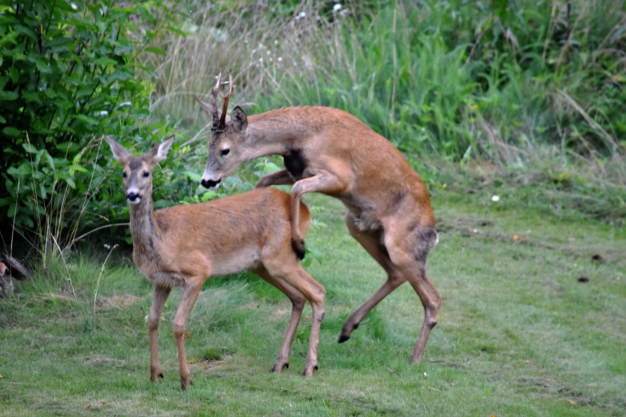 Valokuvaaja: satu välimaa