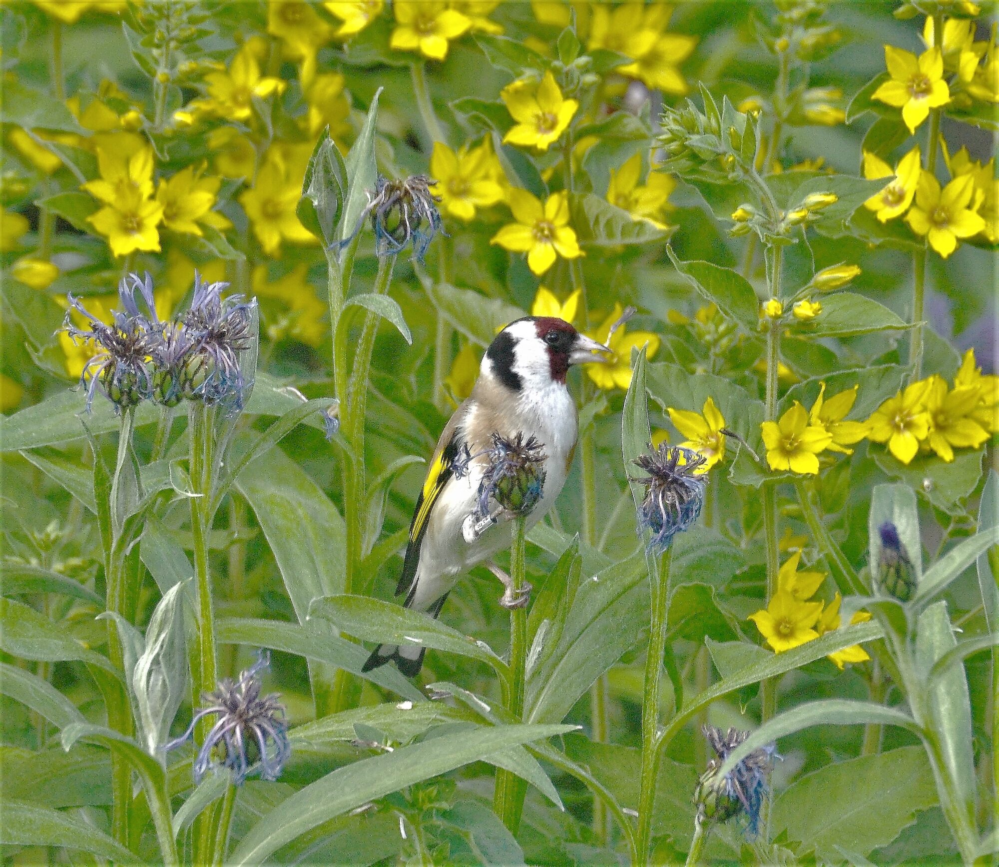 Valokuvaaja: satu välimaa