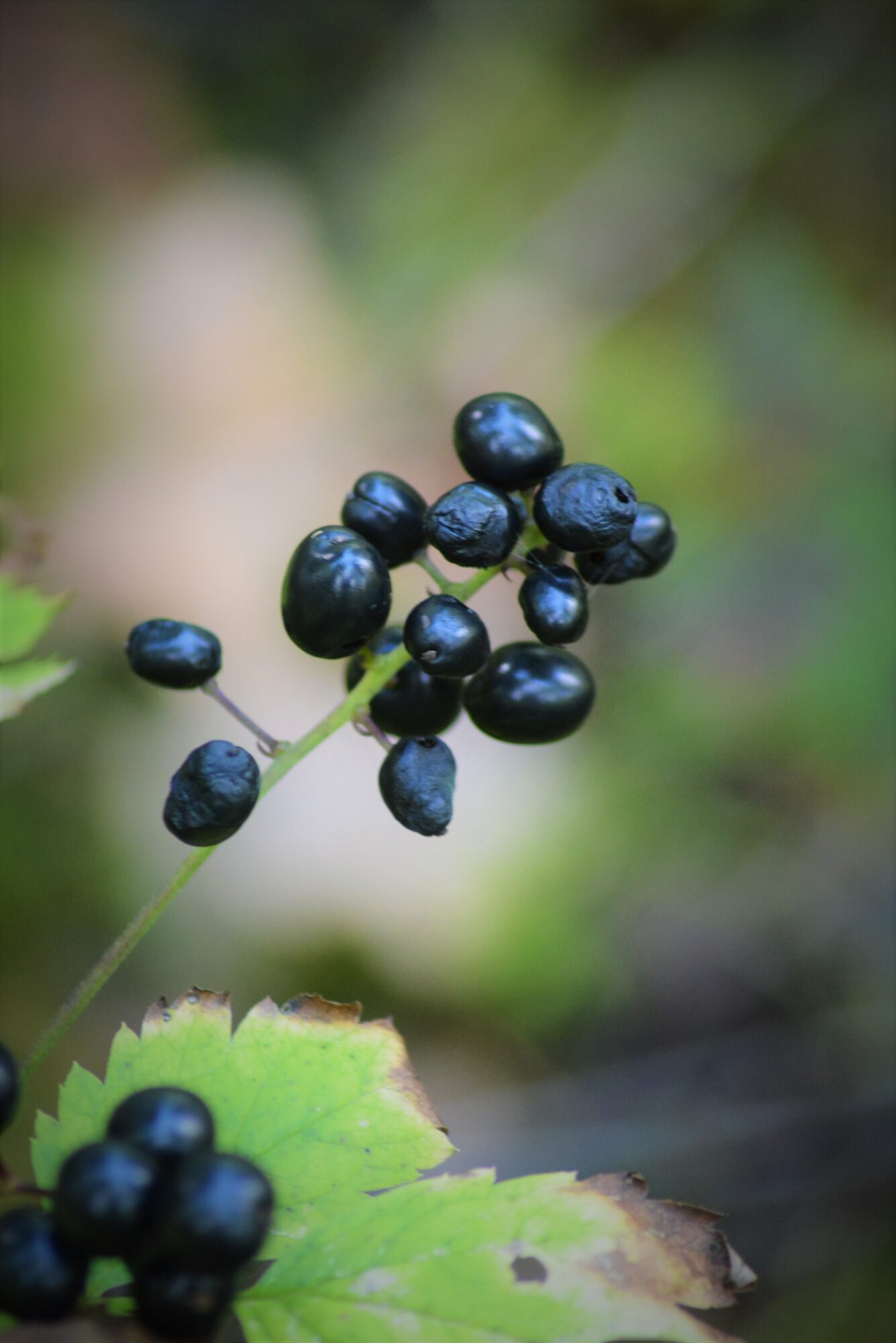 Valokuvaaja: Martti Airasvaara