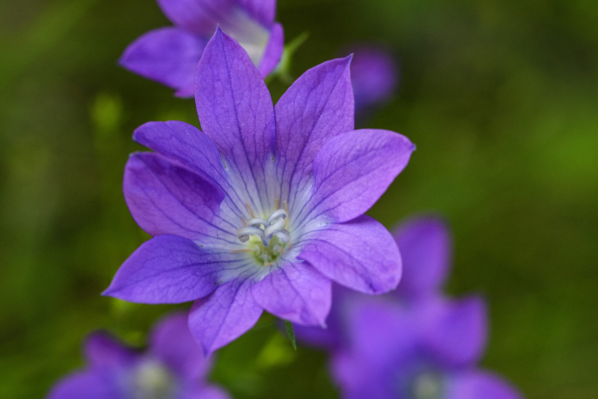 Valokuvaaja: Päivi Kiiskinen-Mustonen