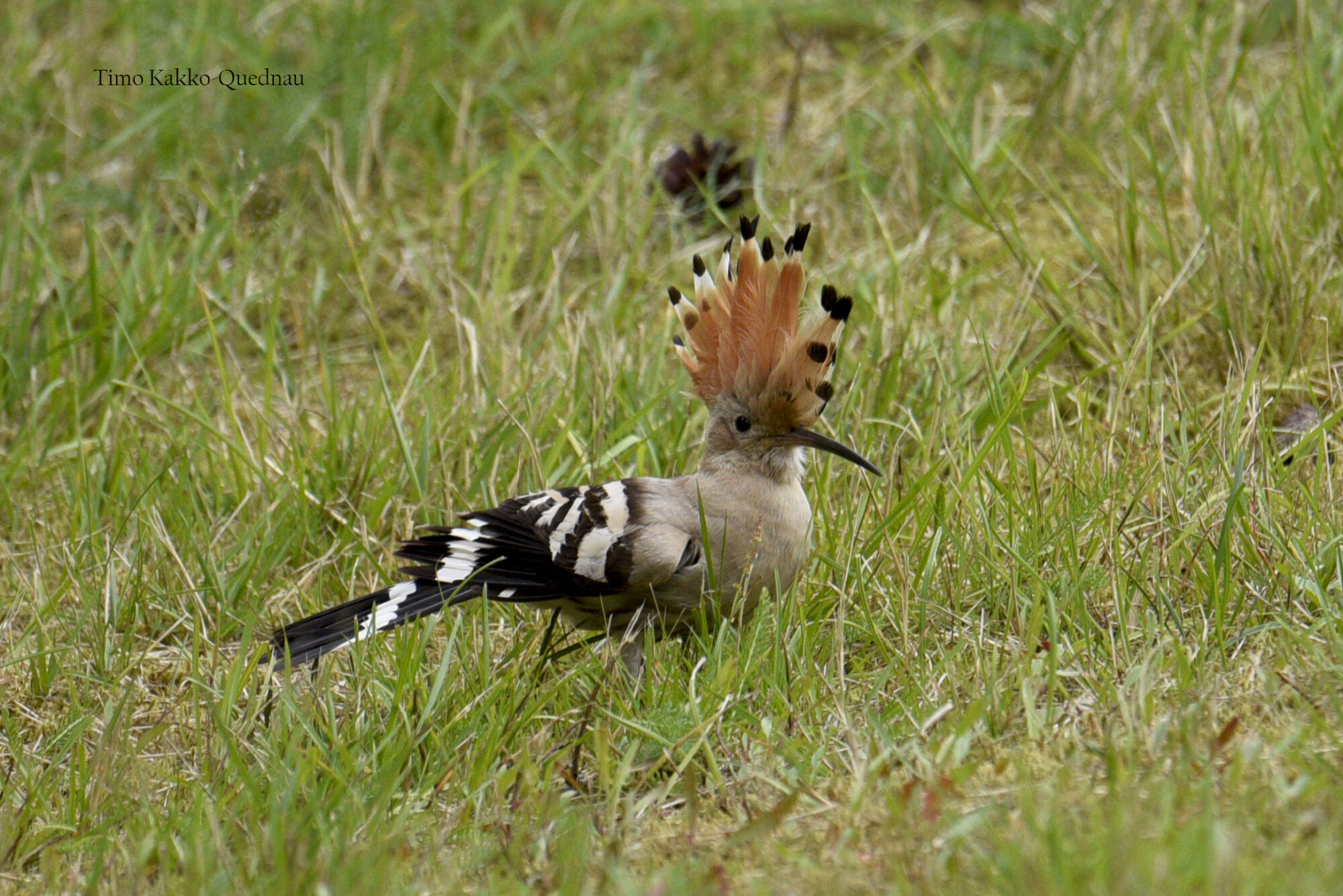 Valokuvaaja: Timo Kakko-Quednau