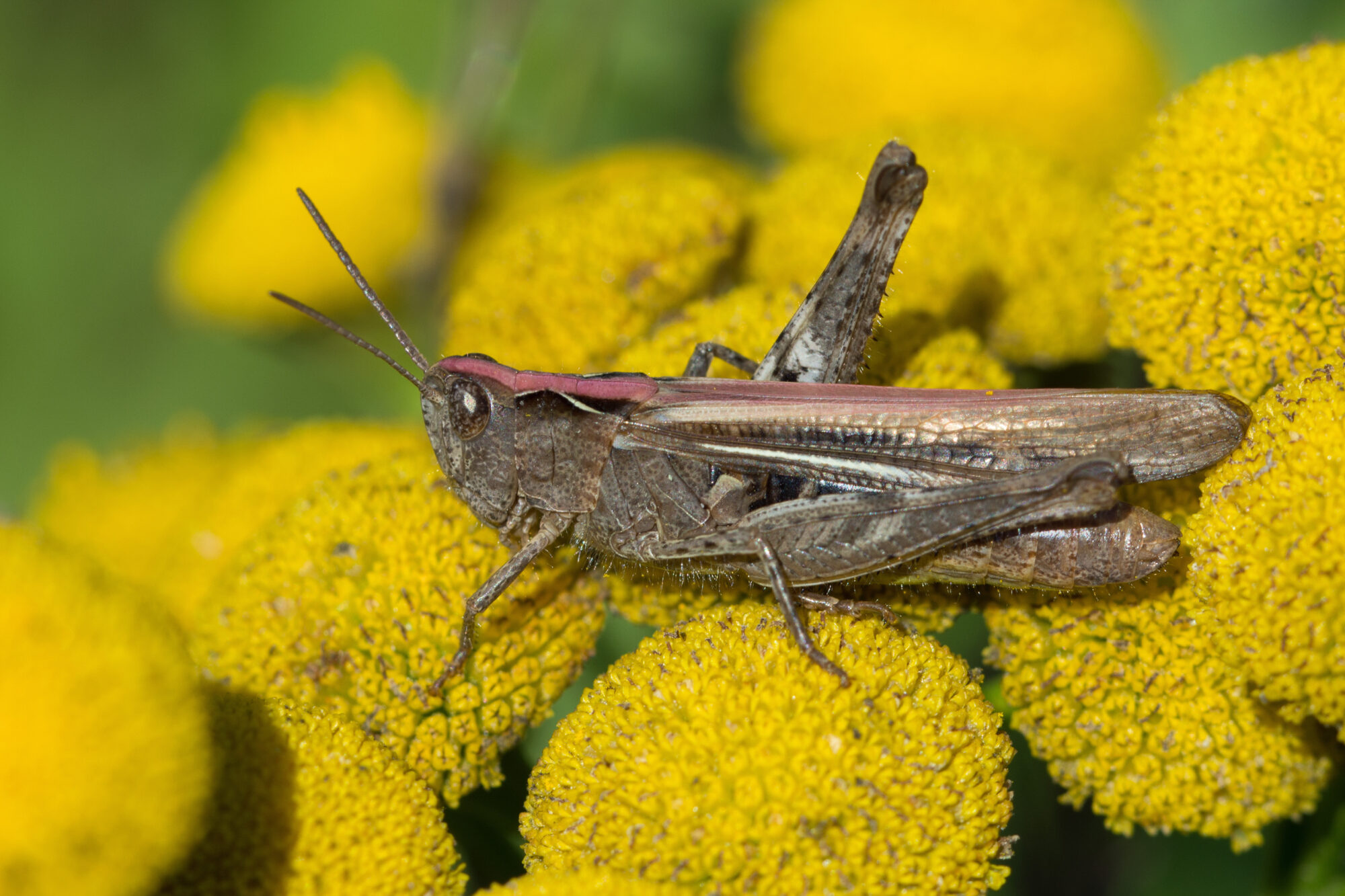 Valokuvaaja: Päivi Kiiskinen-Mustonen