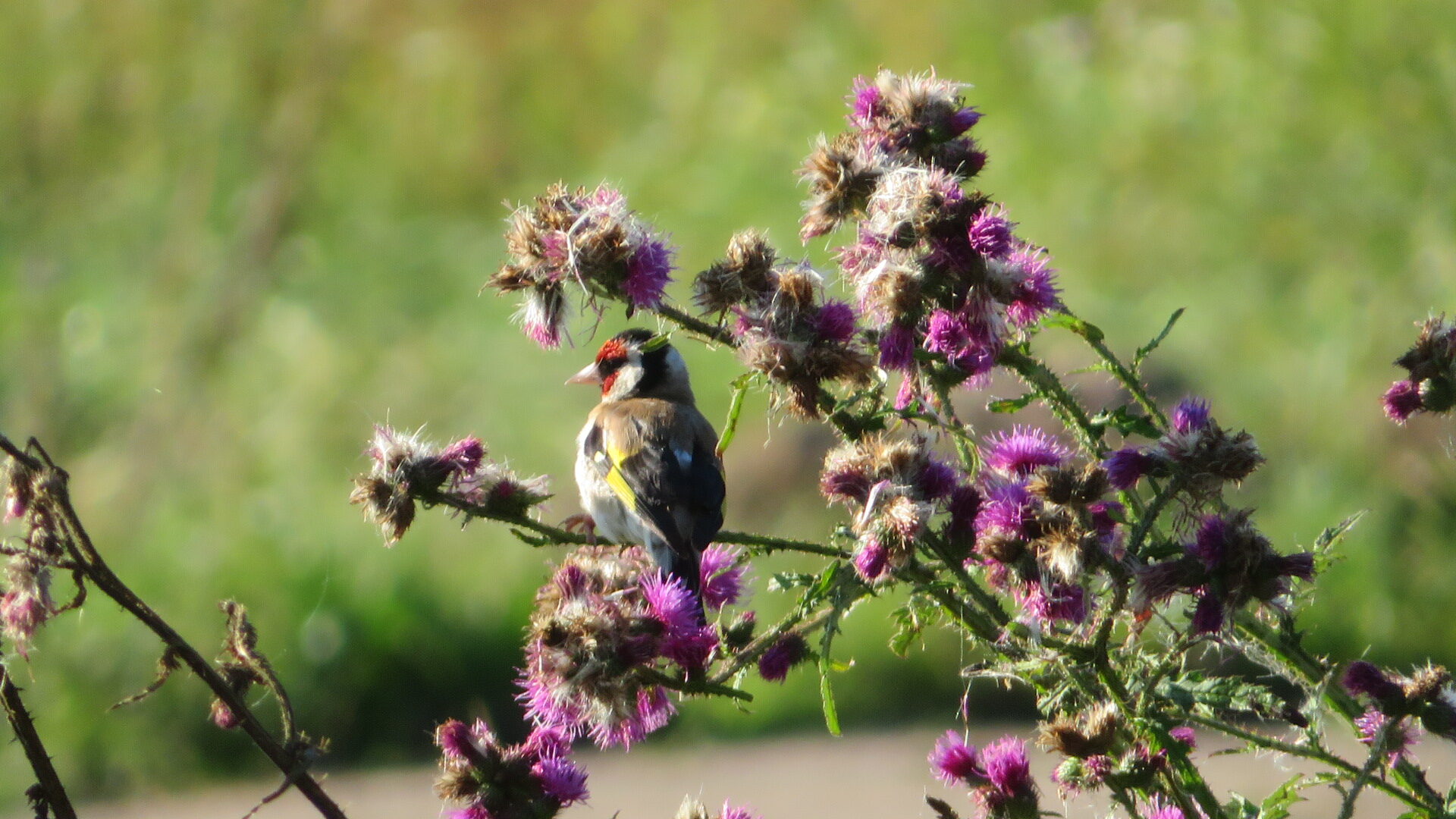 Valokuvaaja: Risto Kangassalo