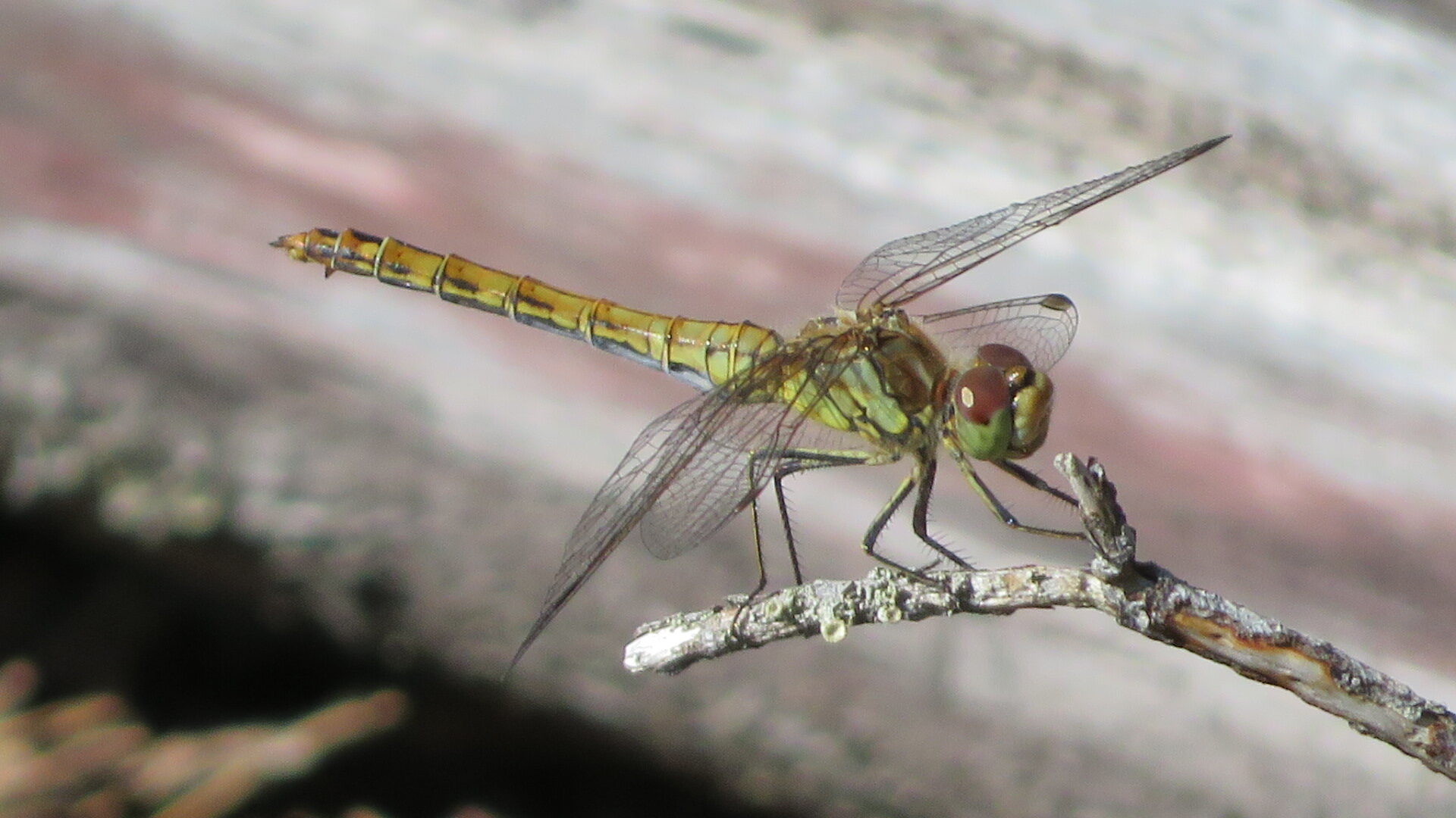 Valokuvaaja: Risto Kangassalo