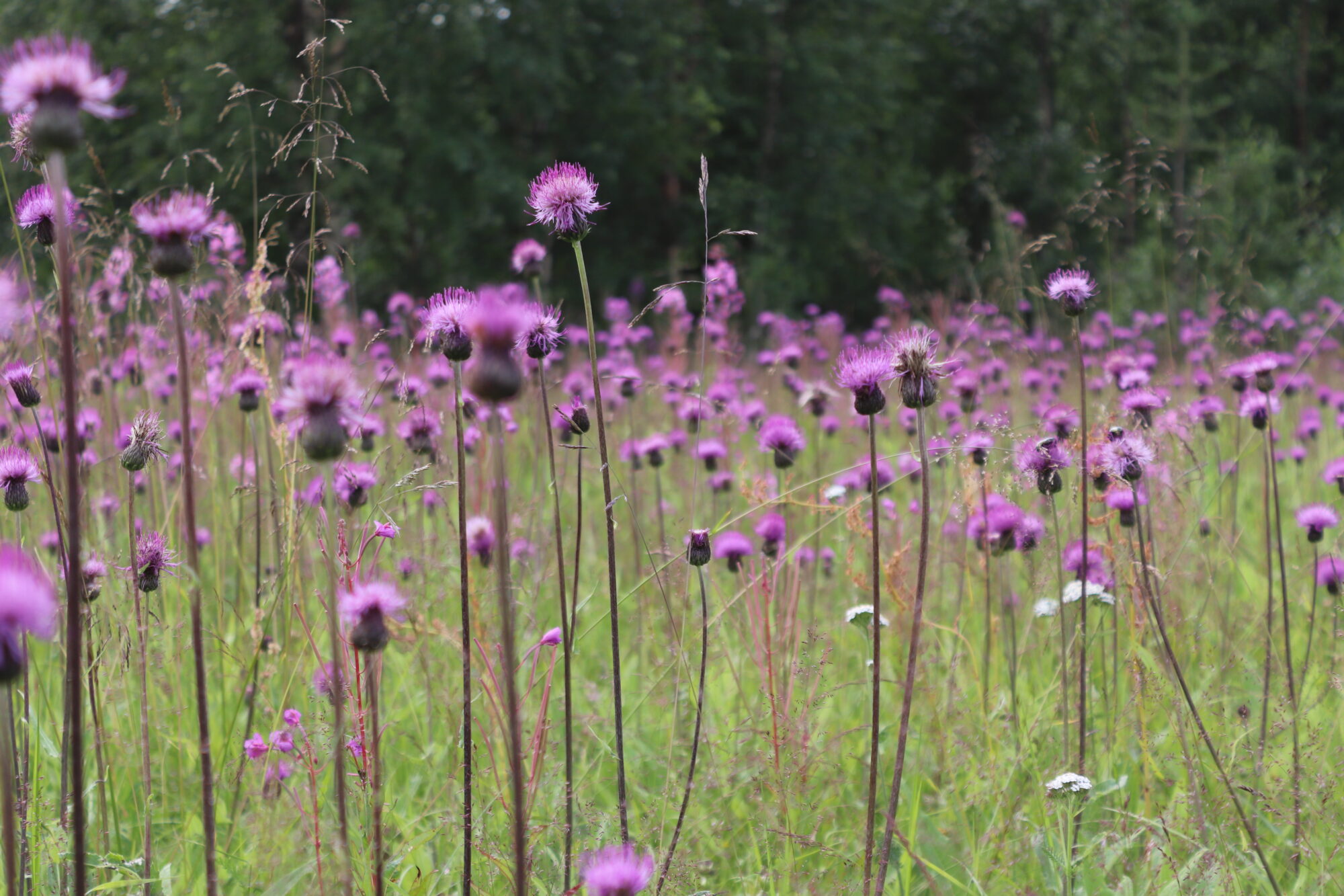 Valokuvaaja: Irja Lehtinen