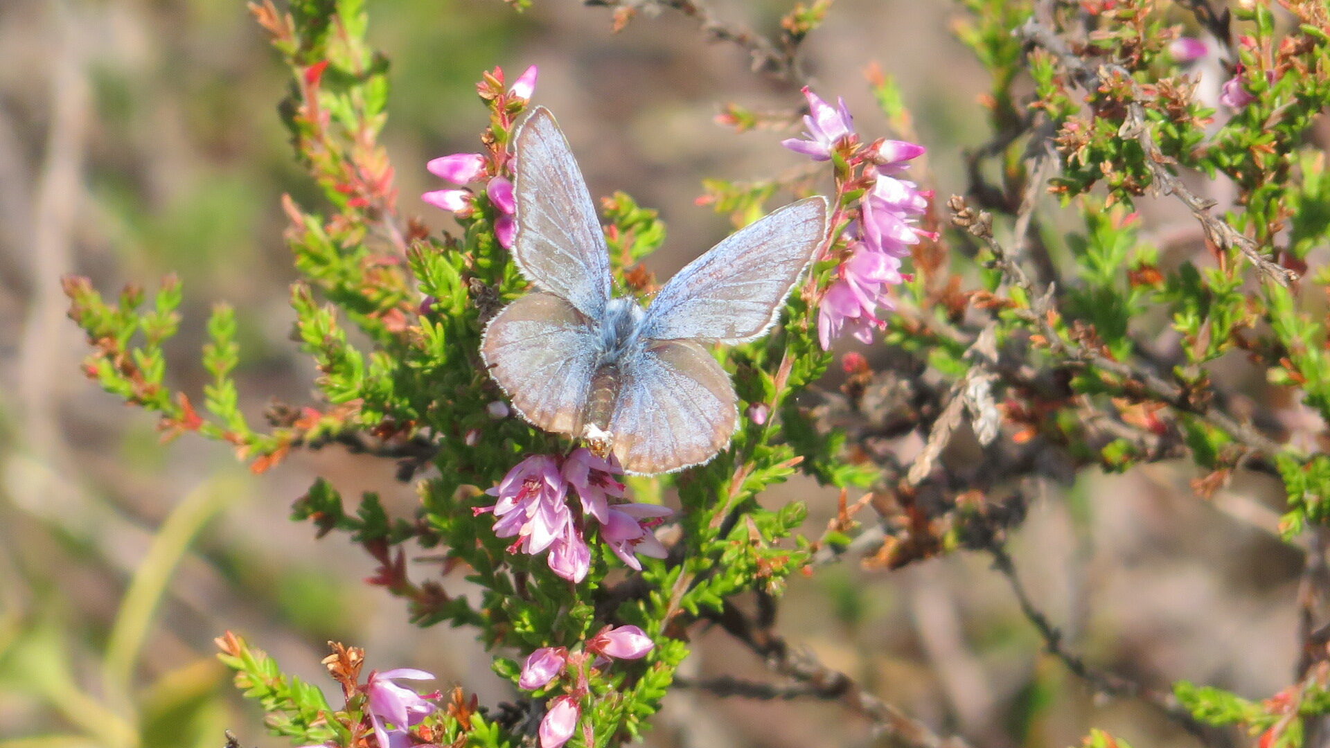 Valokuvaaja: Risto Kangassalo Valokuvaaja: Risto Kangassalo
