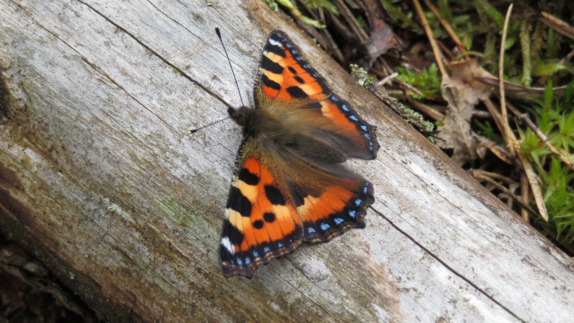Valokuvaaja: Risto Kangassalo