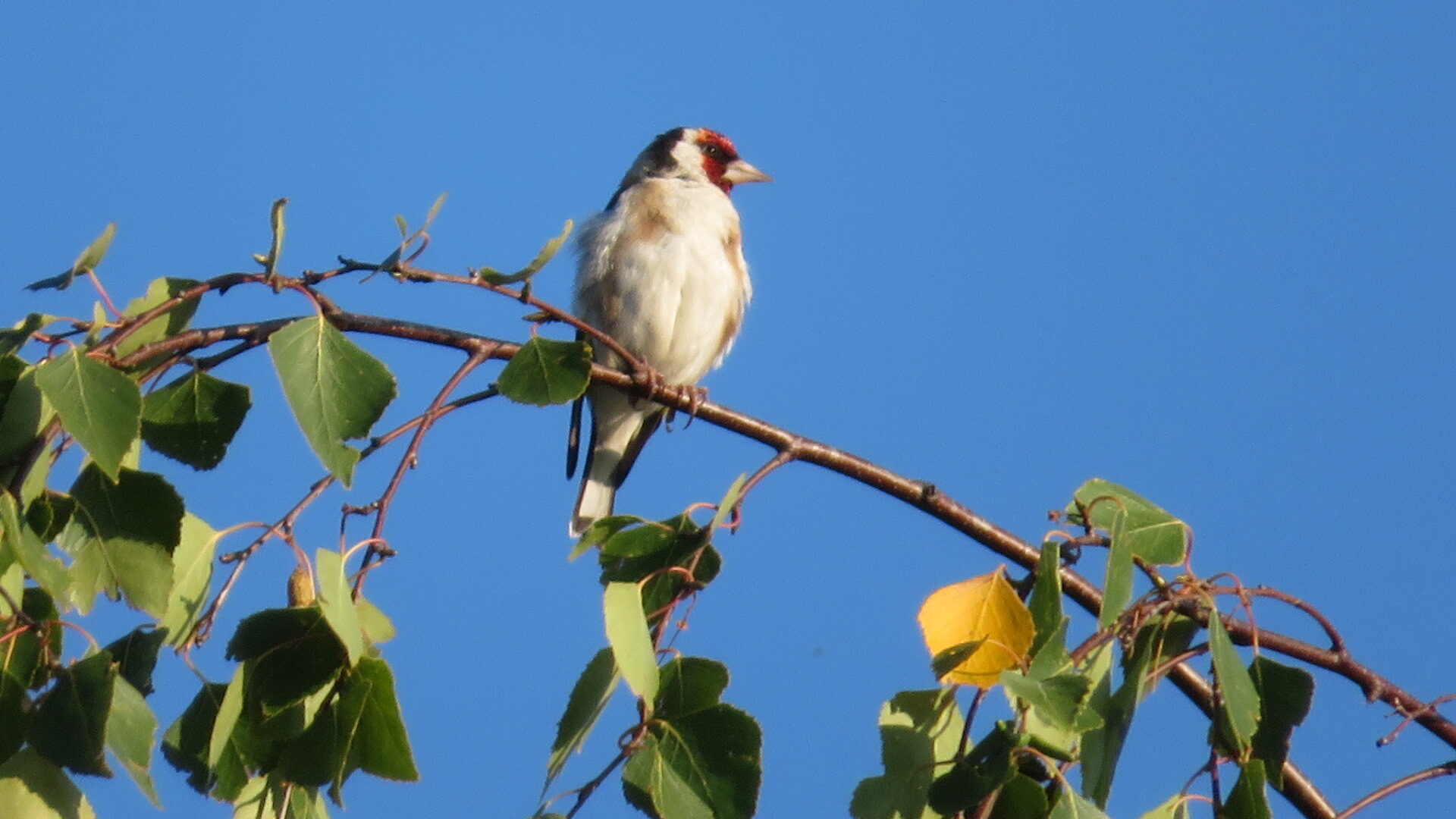 Valokuvaaja: Risto Kangassalo