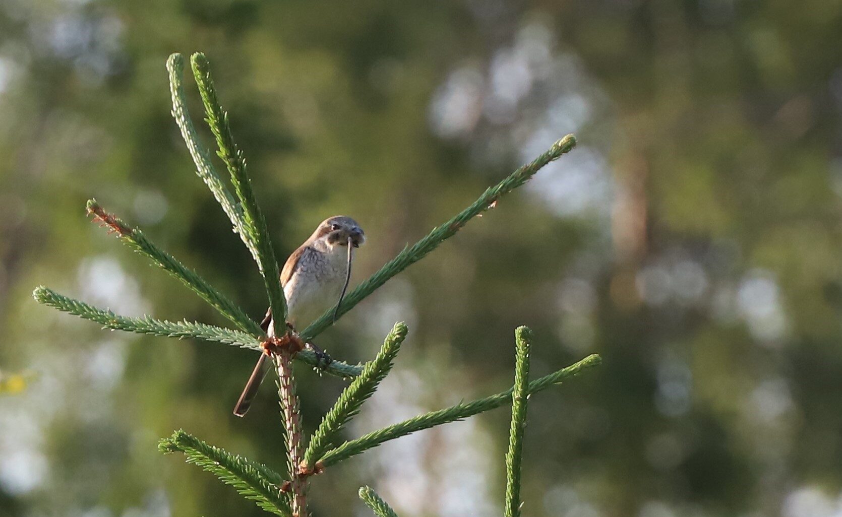 Valokuvaaja: Risto Kulmala