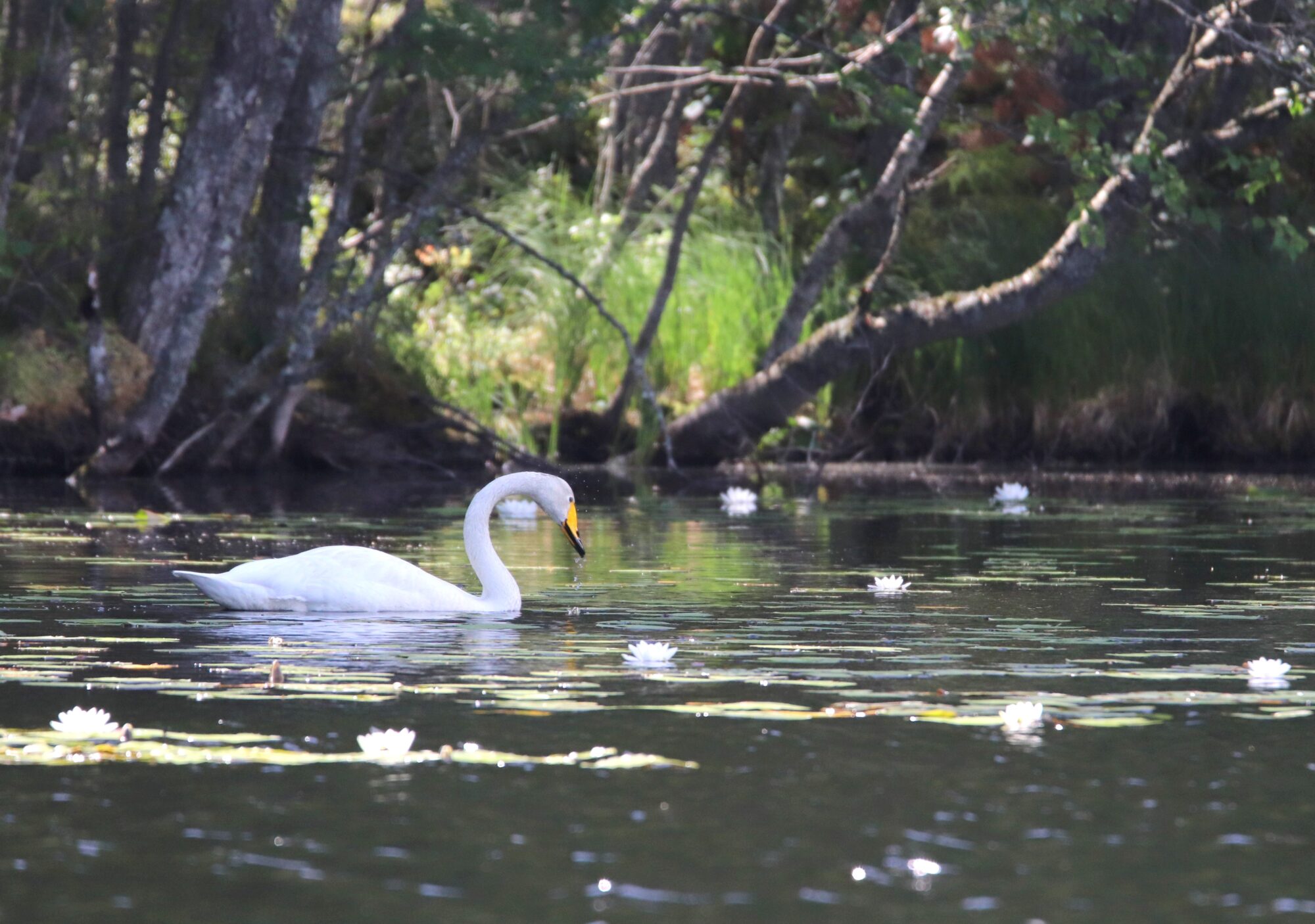 Valokuvaaja: Irja Lehtinen