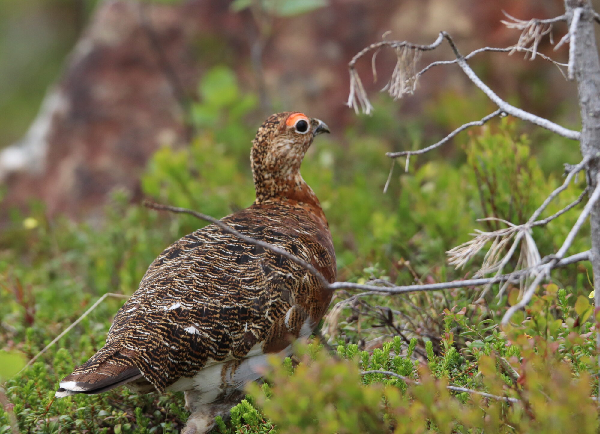 Valokuvaaja: Irja Lehtinen