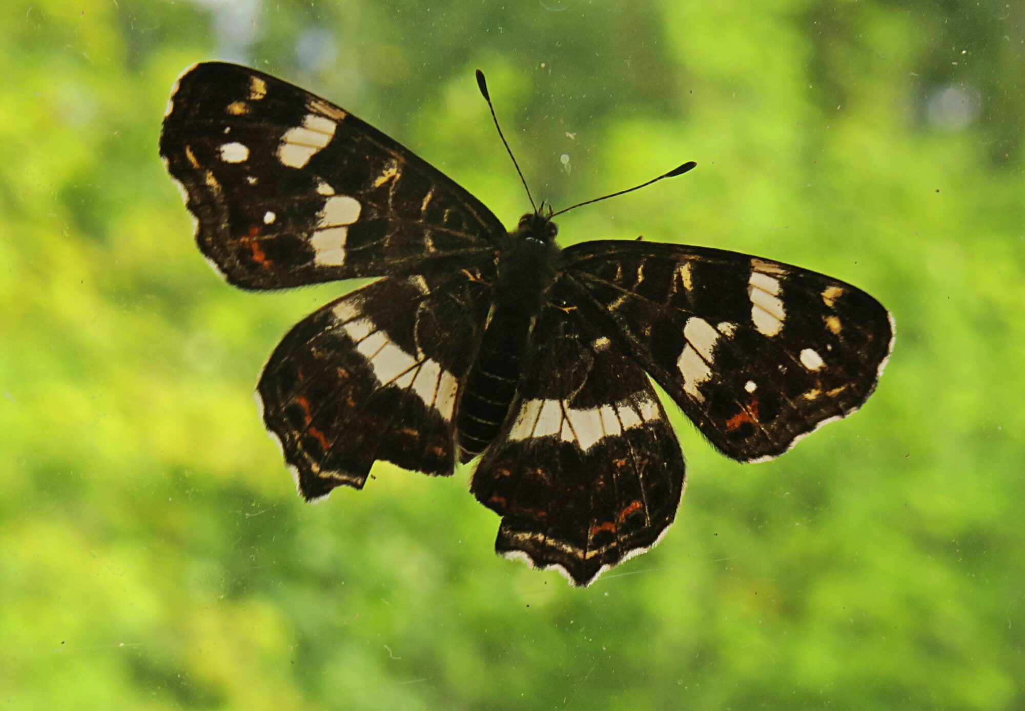 Valokuvaaja: Kati Westerlund