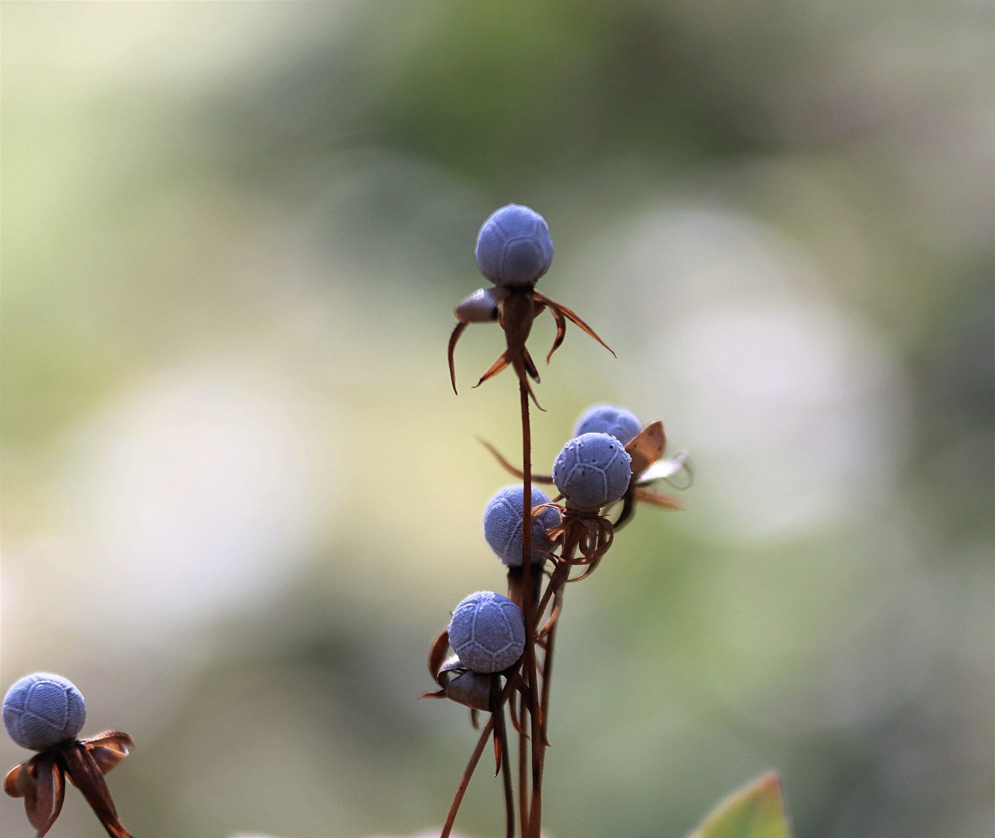 Valokuvaaja: Irja Lehtinen