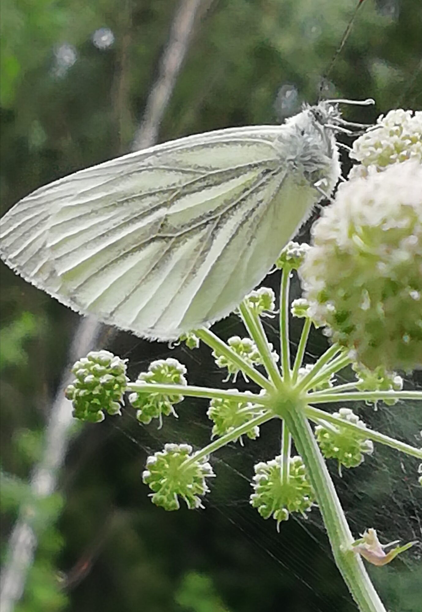 Valokuvaaja: Sari Viemerö
