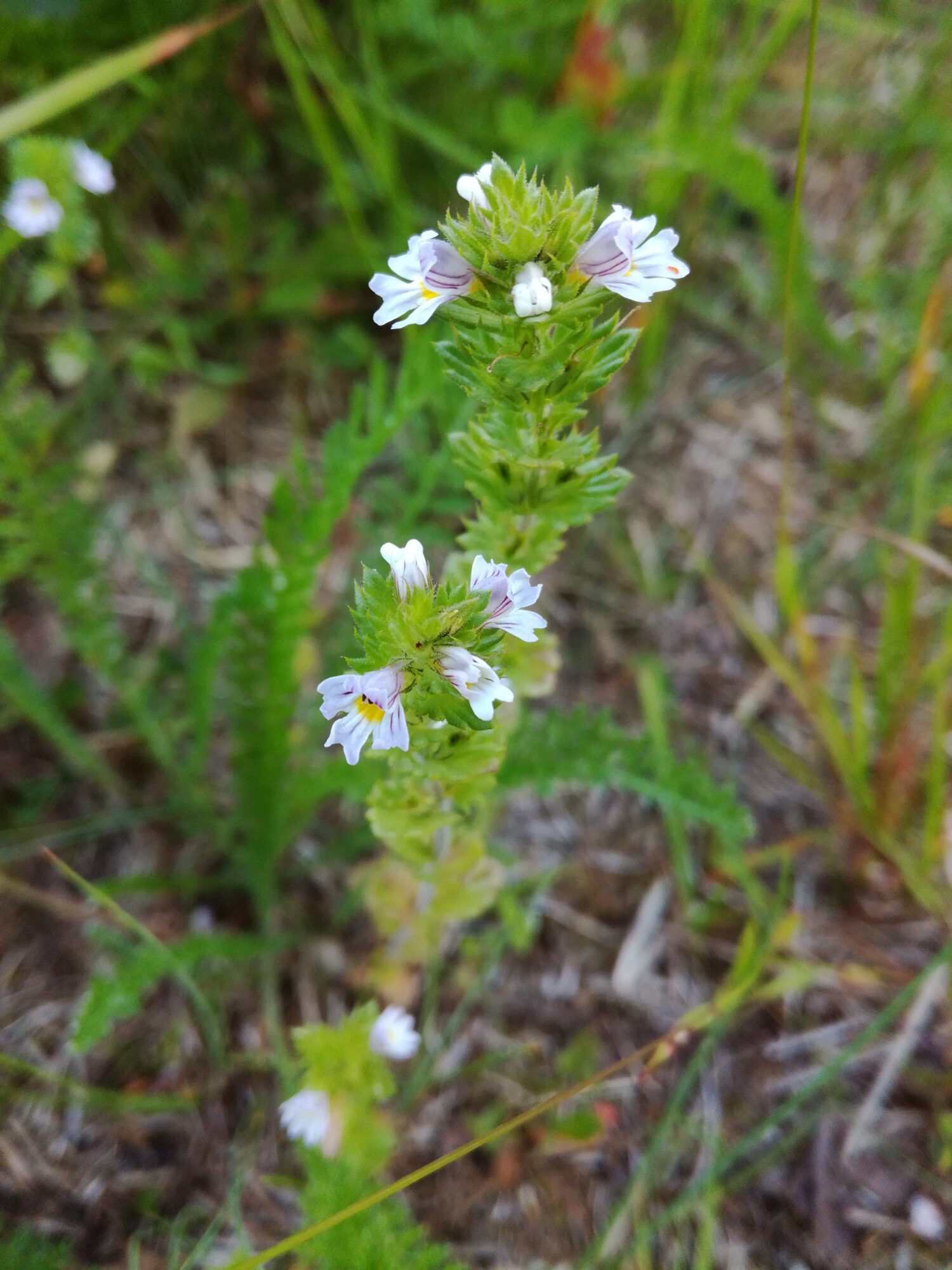 Valokuvaaja: Marketta Kokko