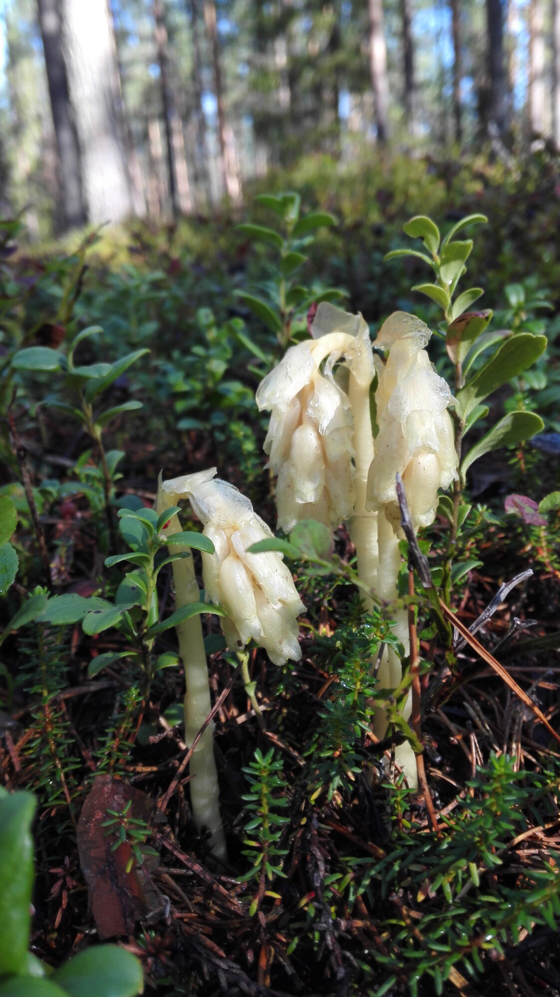 Valokuvaaja: Anna-Maija Anttila