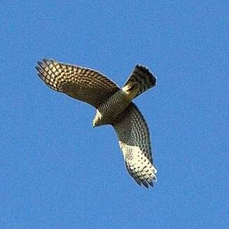 Valokuvaaja: Tapio Keinonen