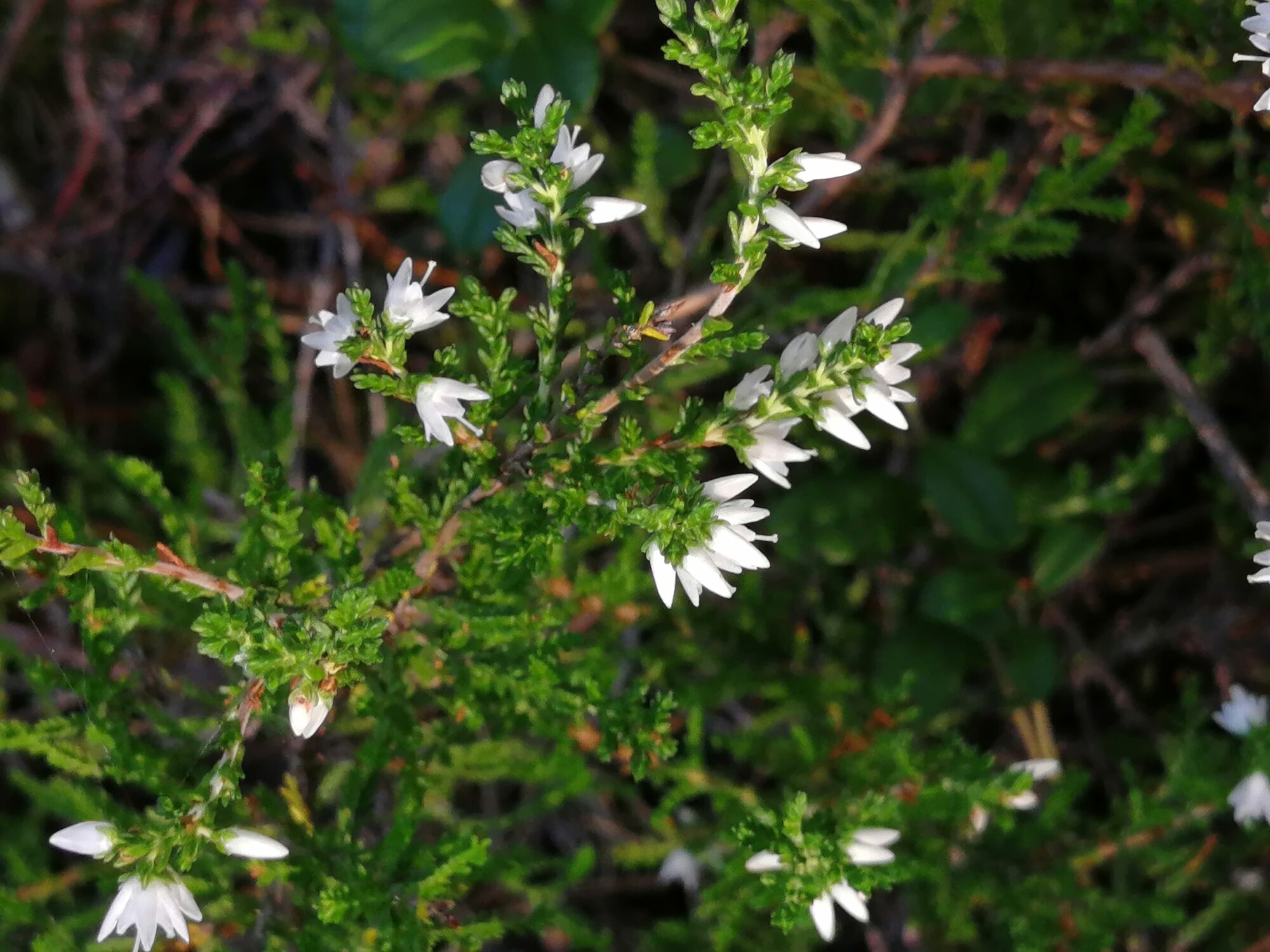Valokuvaaja: Jenni Ruotsalainen