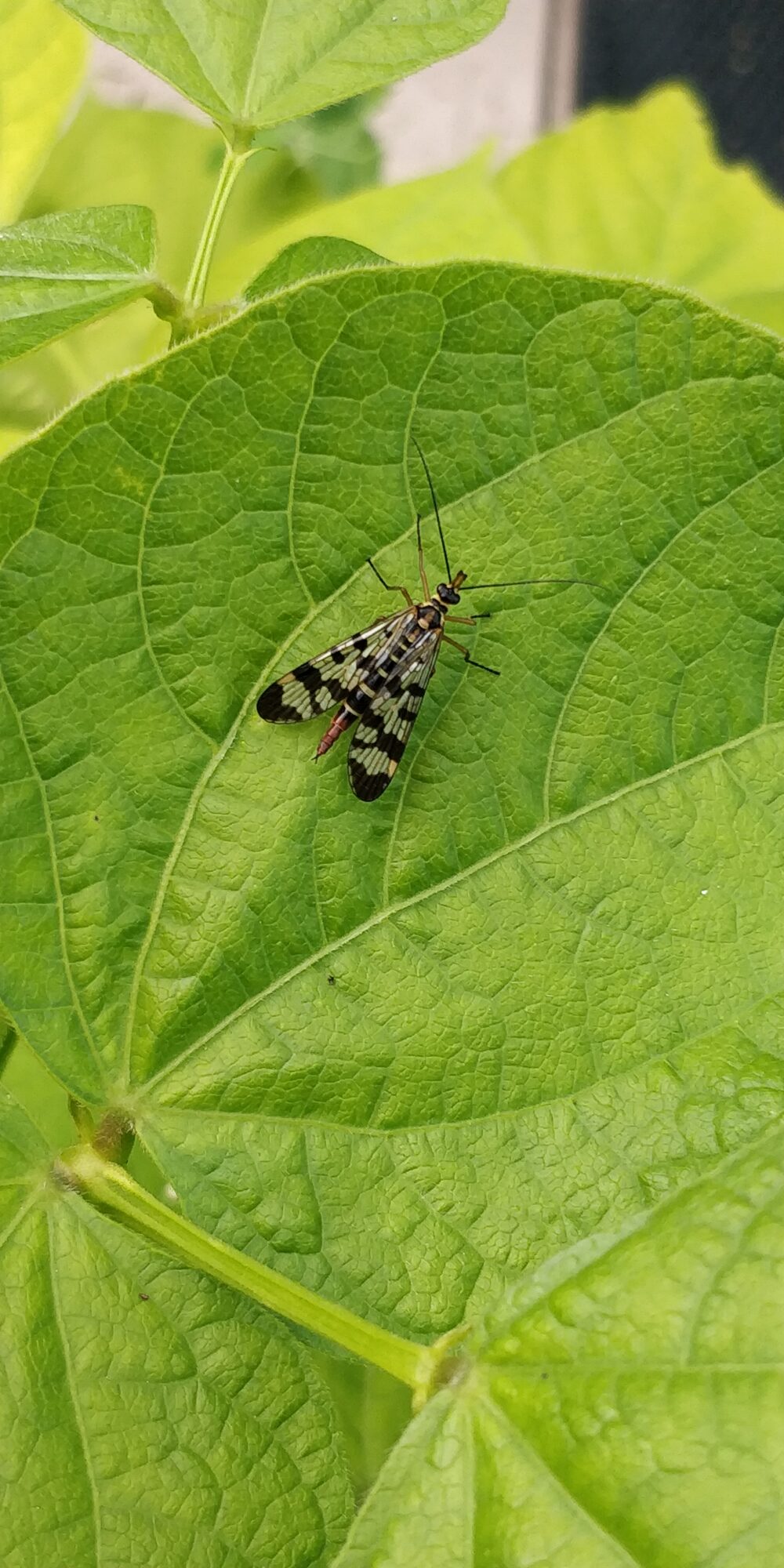 Valokuvaaja: Verneri Puumalainen