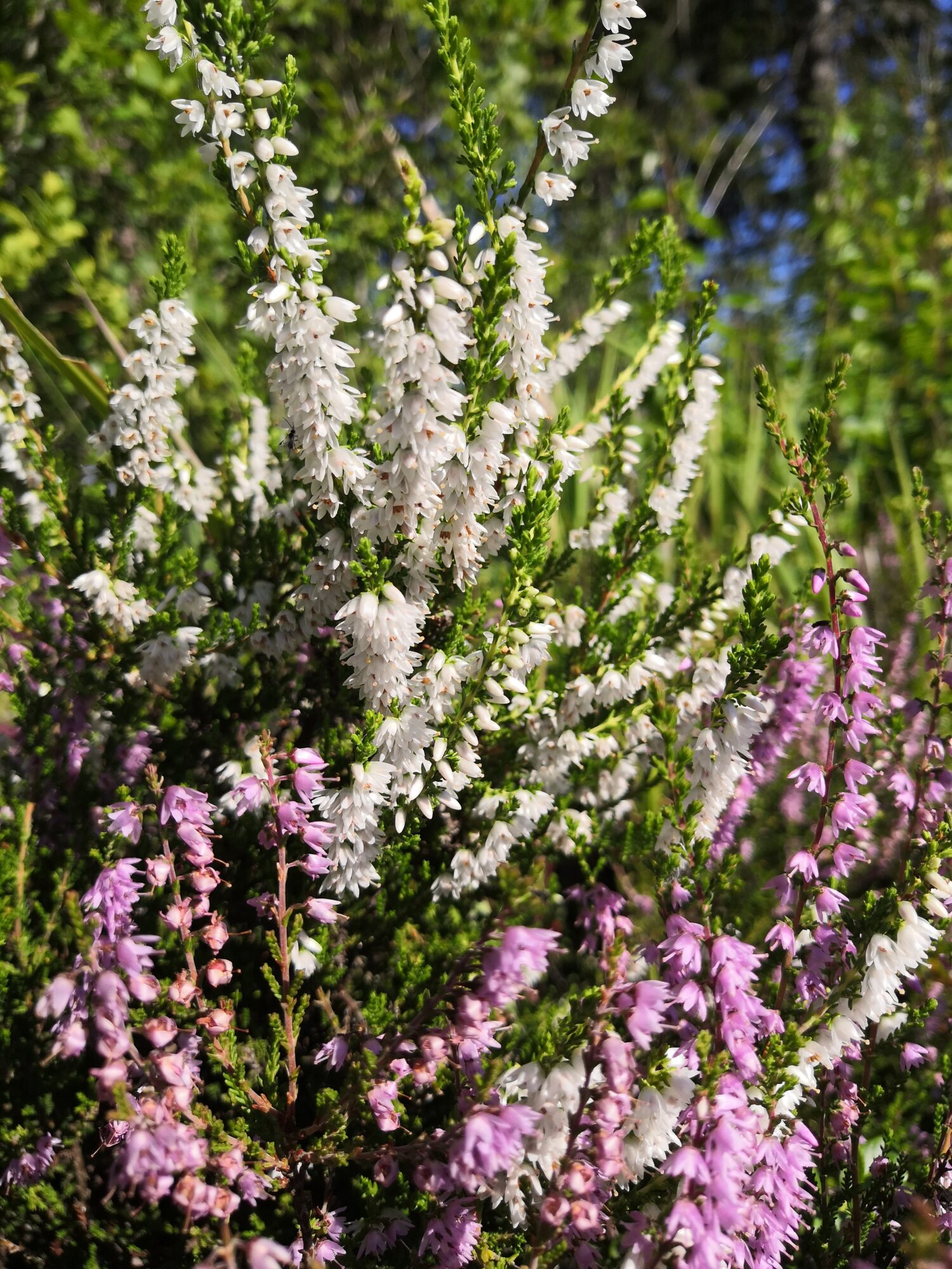 Valokuvaaja: Helinä Anttila