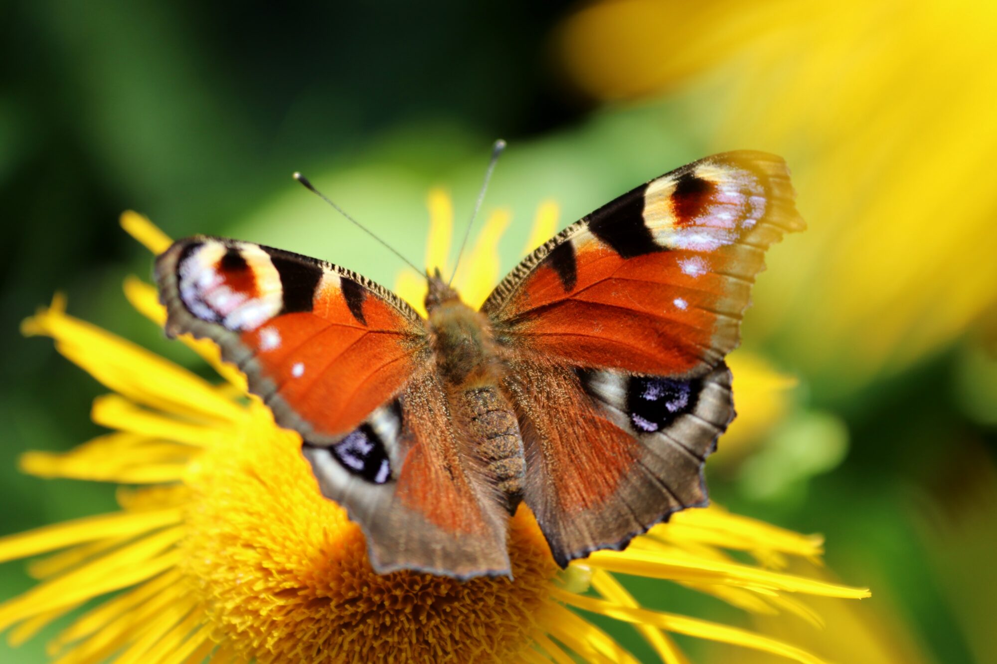 Valokuvaaja: Irja Lehtinen