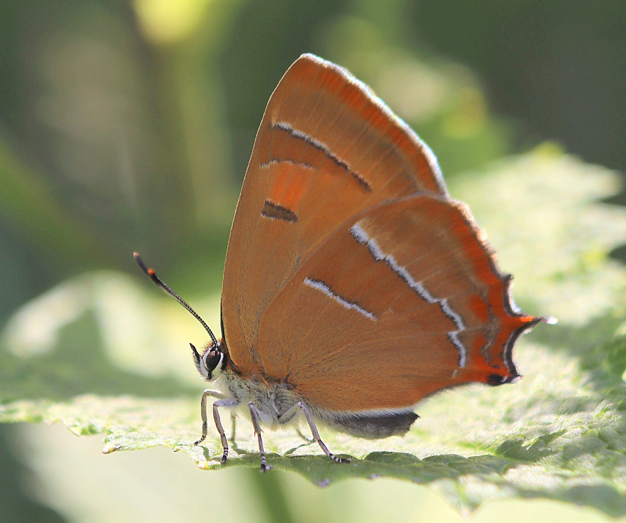 Valokuvaaja: Irja Lehtinen